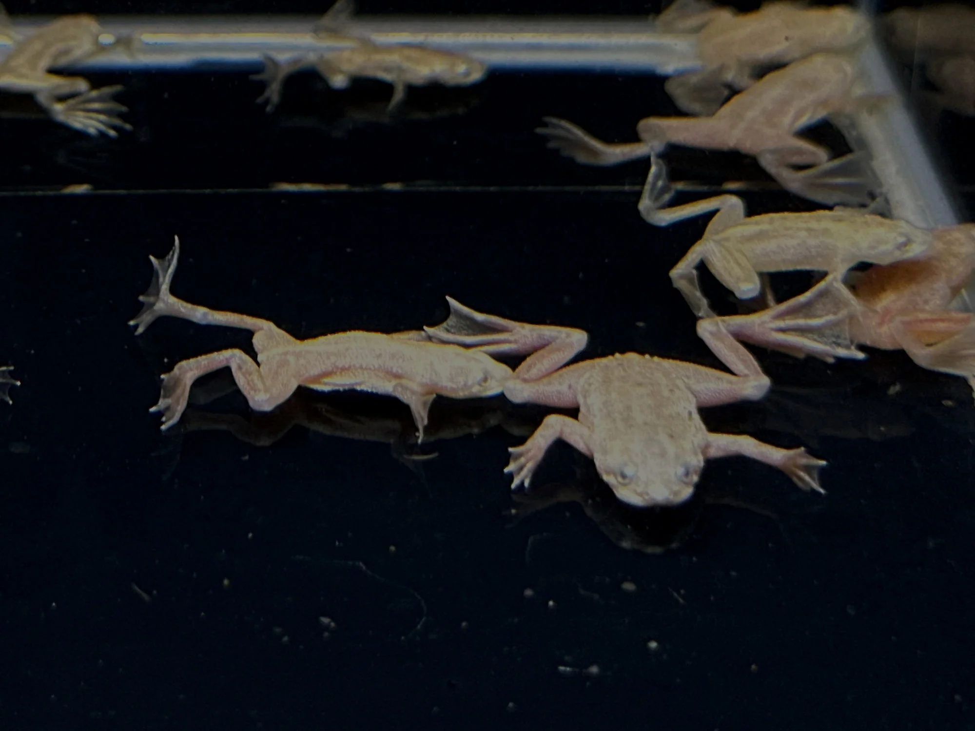 African Dwarf Frog - Blonde Leucistic