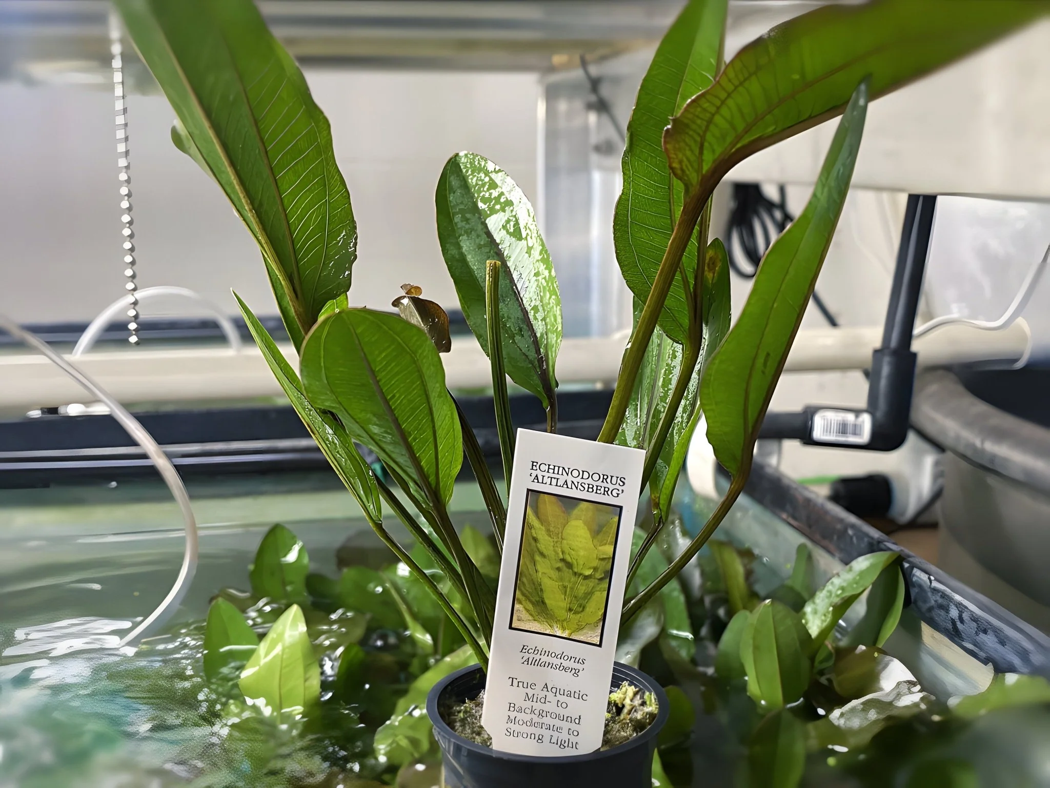 Altlandsberg Sword - Potted Plant