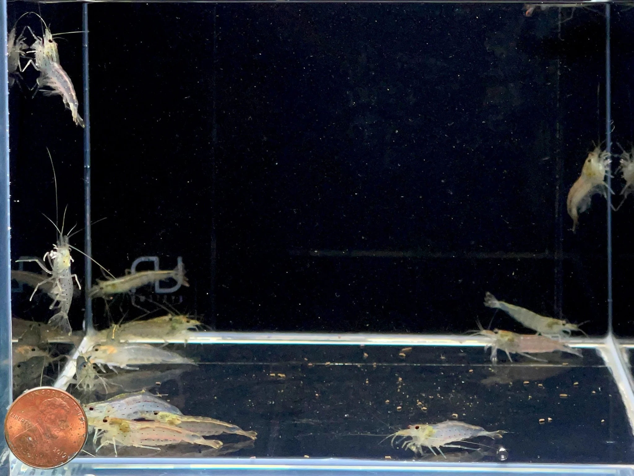 Amano Shrimp L - Image 2