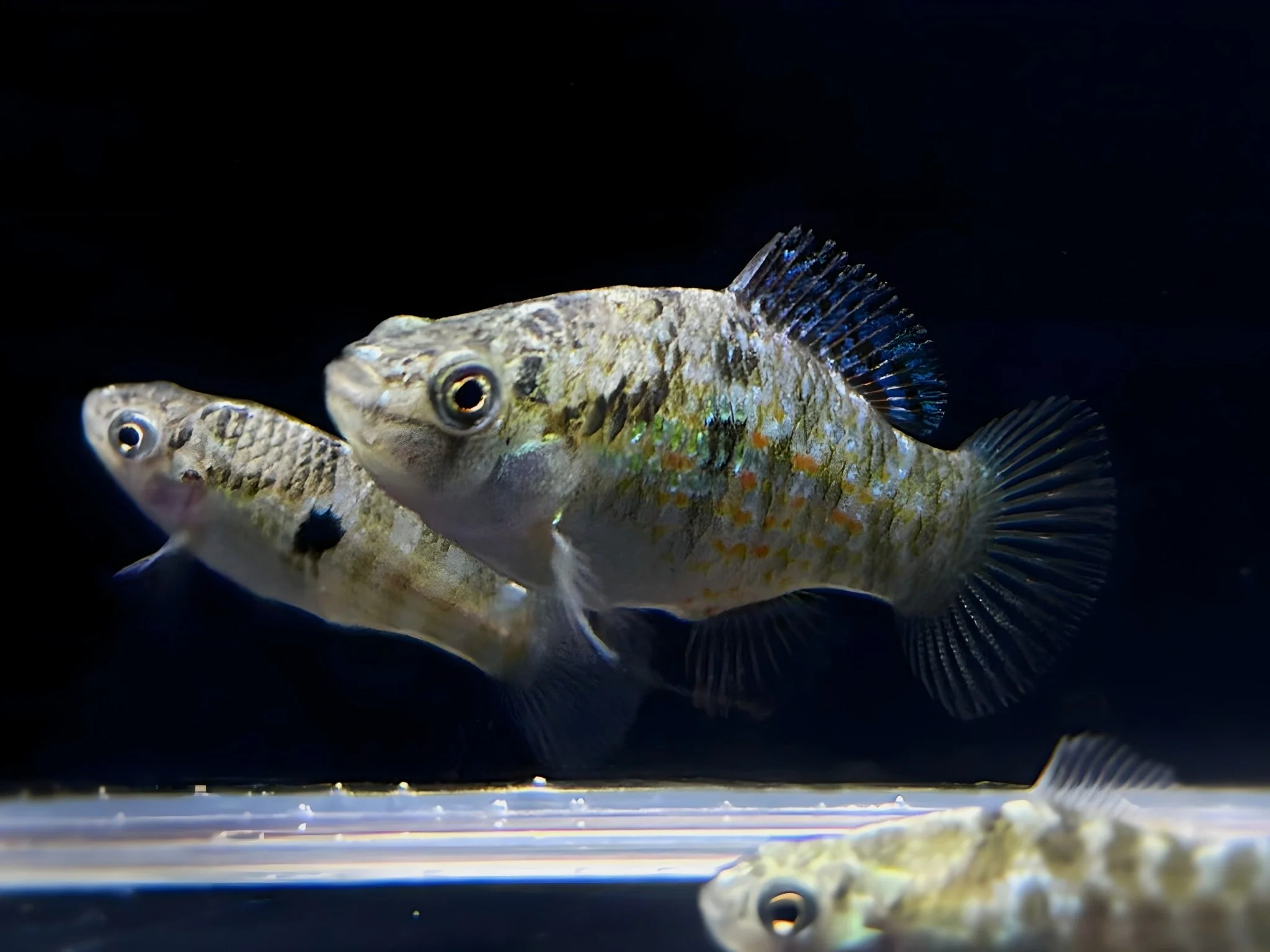 American Flagfish Killifish