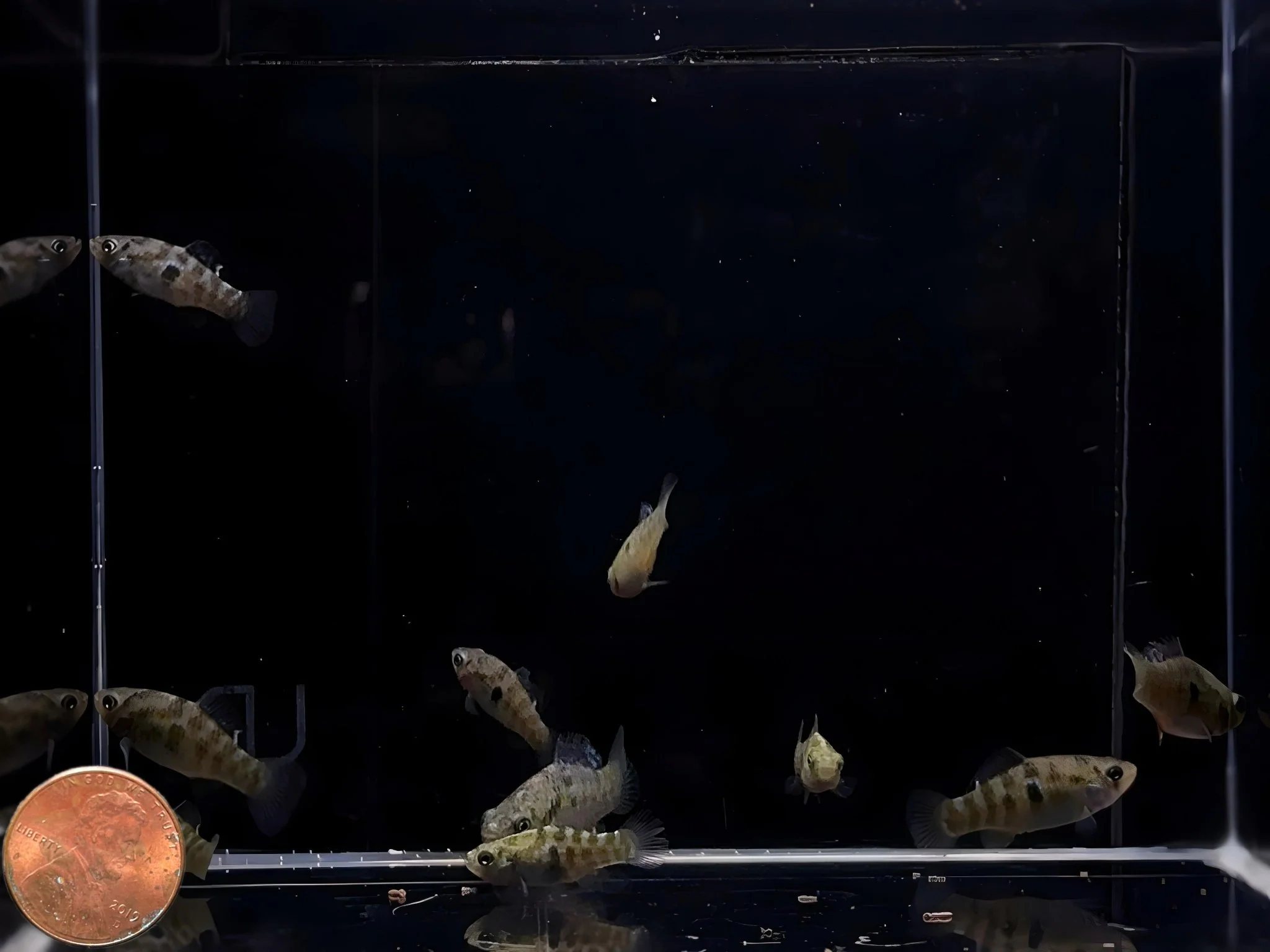 American Flagfish Killifish - Image 2