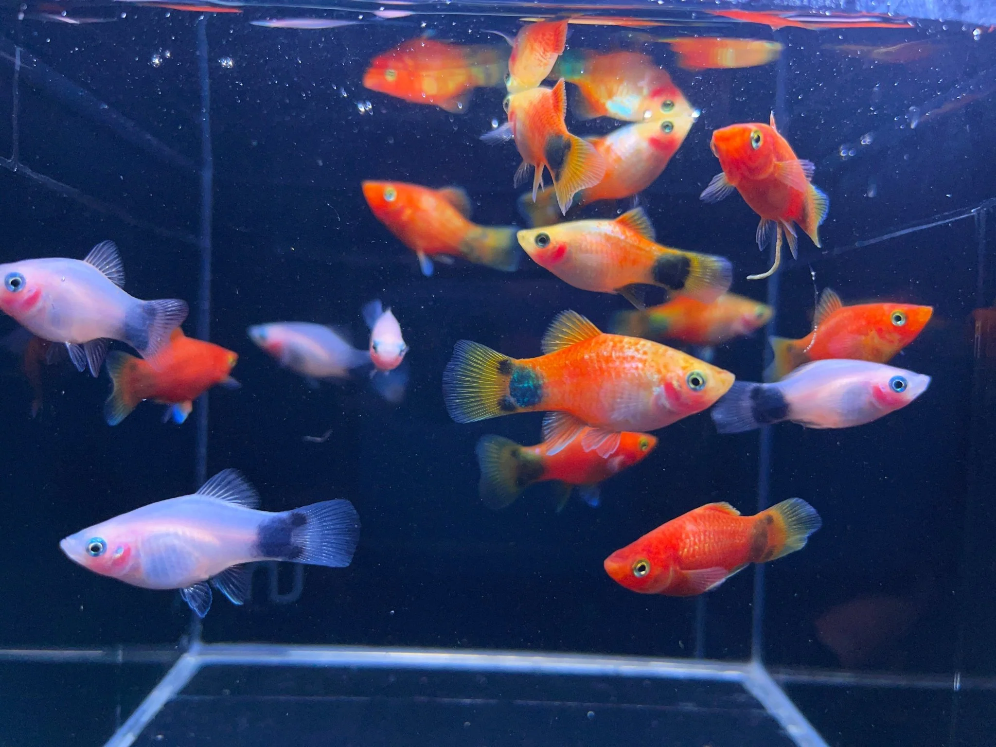 Assorted Mickey Mouse Platy
