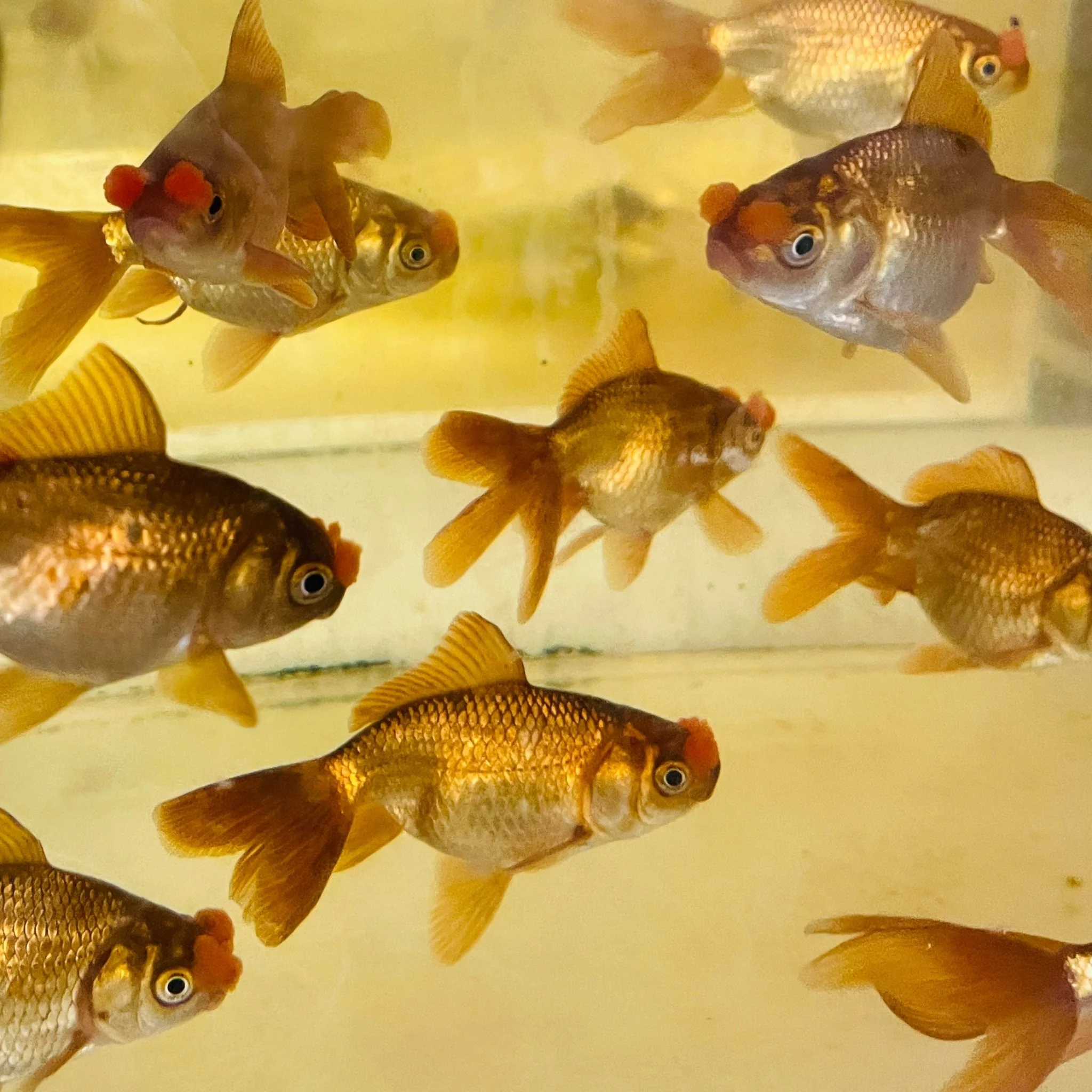 Chocolate Pompom Goldfish 3.25-3.5"