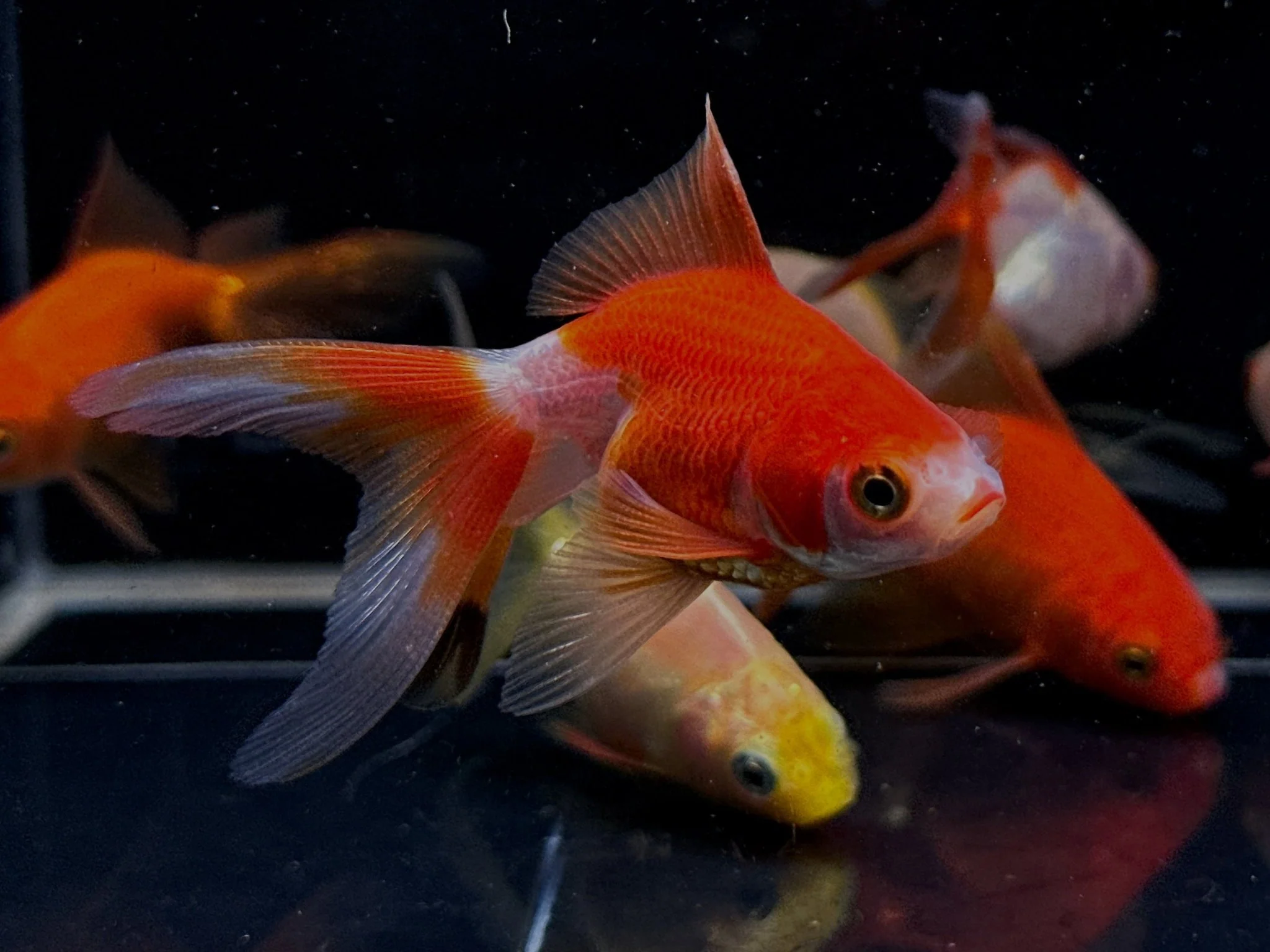Assorted Ryukin Goldfish - 2-2.5"