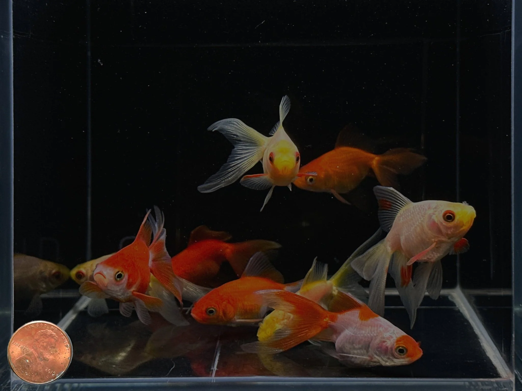 Assorted Ryukin Goldfish - 2-2.5" - Image 2