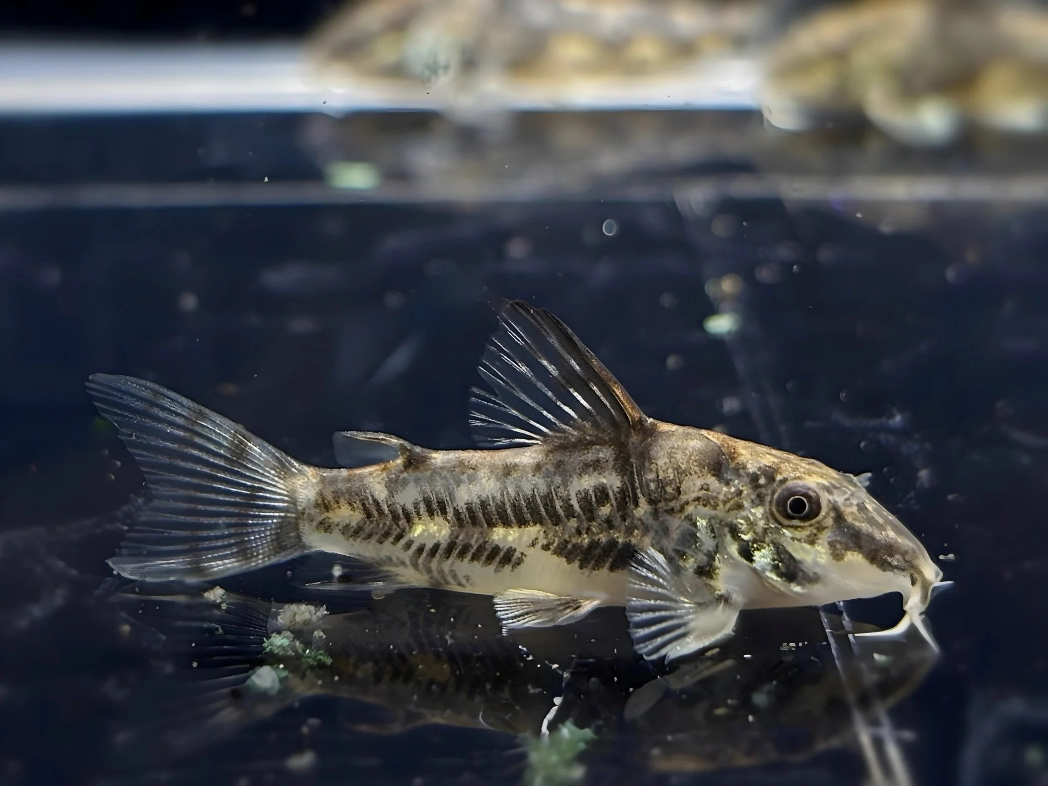 Barbatus Cory - Image 2