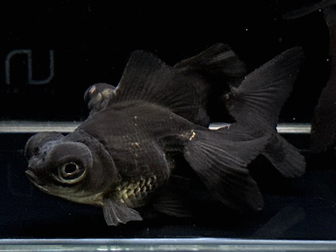Black Butterfly Tail Goldfish 2.75-3.25"