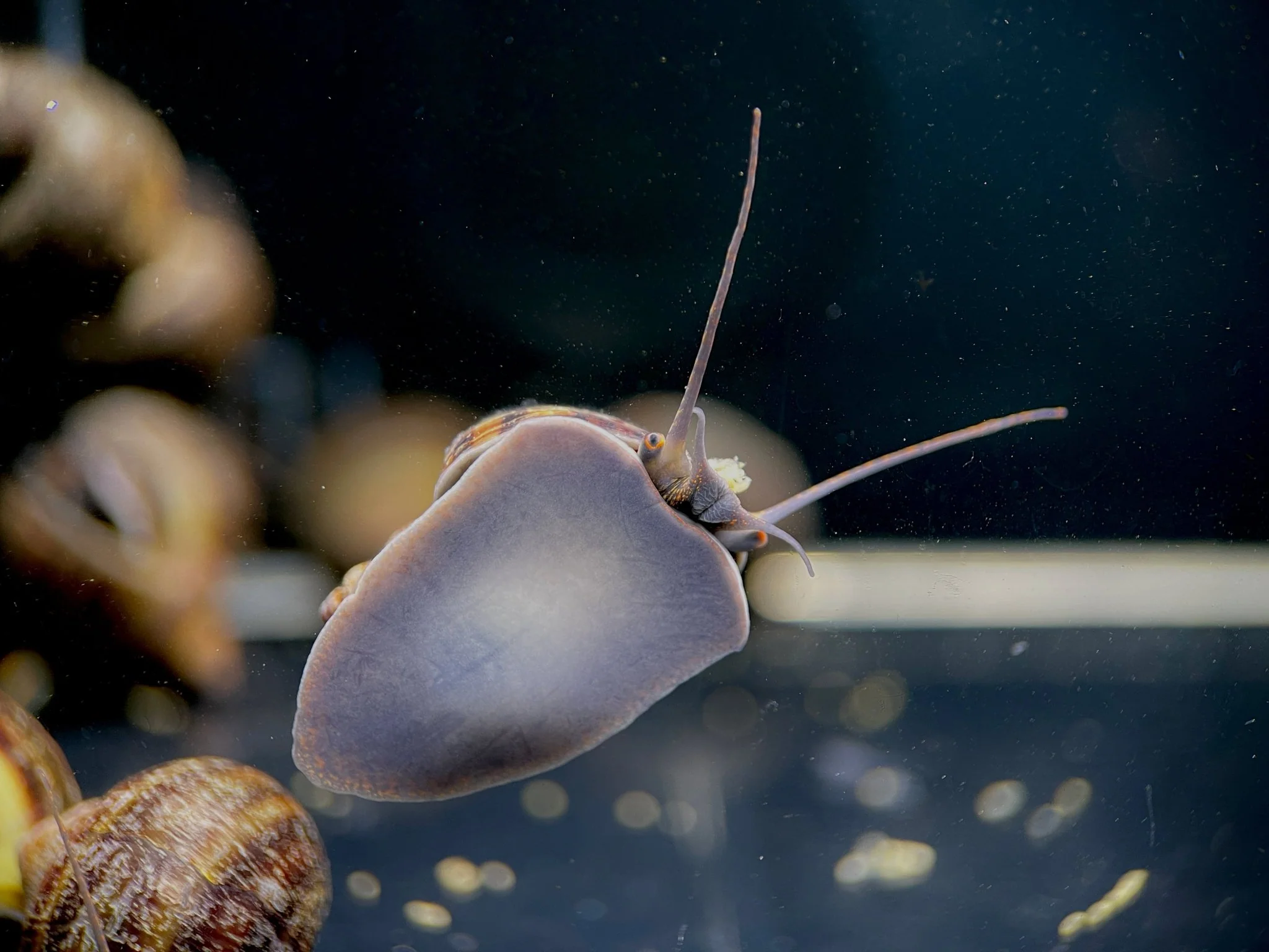 Black Mystery Snail - Image 2