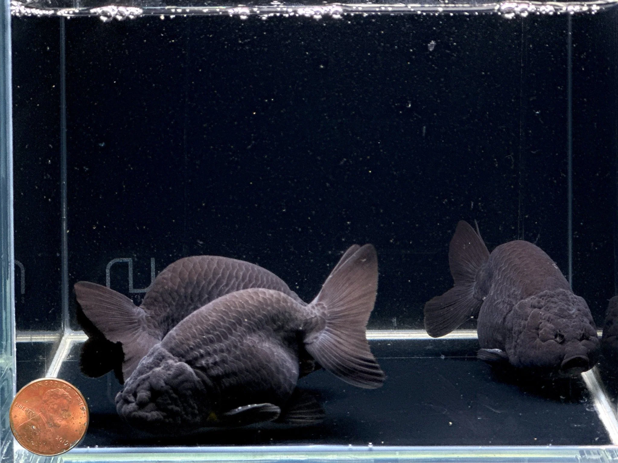 Black Ranchu Goldfish 2.75-3.25" - Image 2