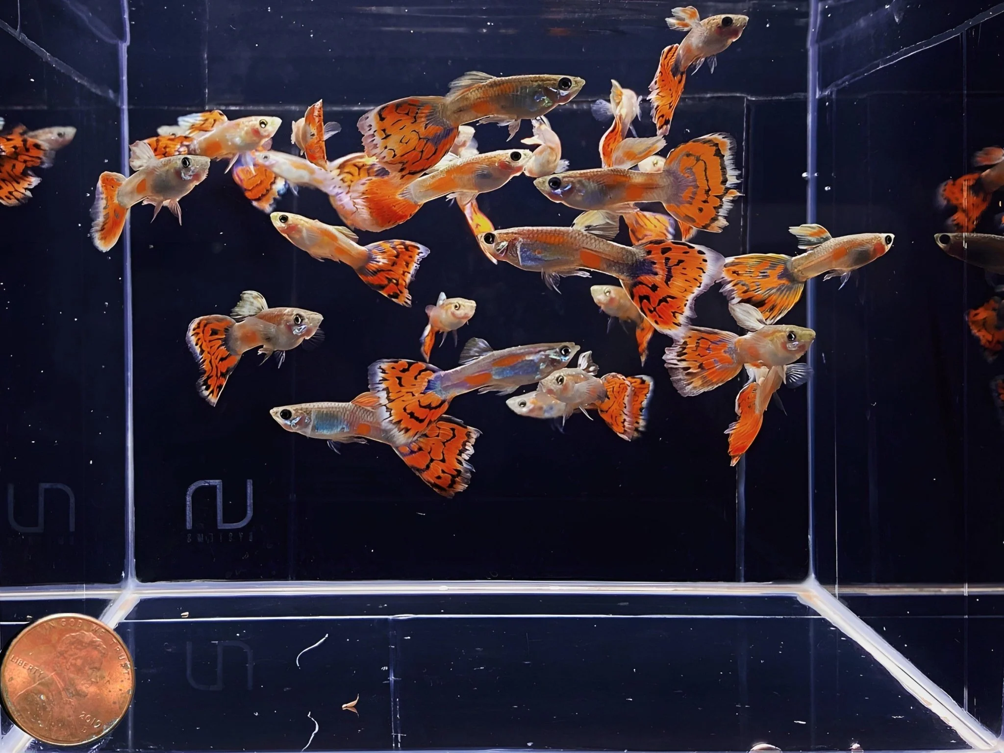 Blue Variegated Guppy Males - Image 2