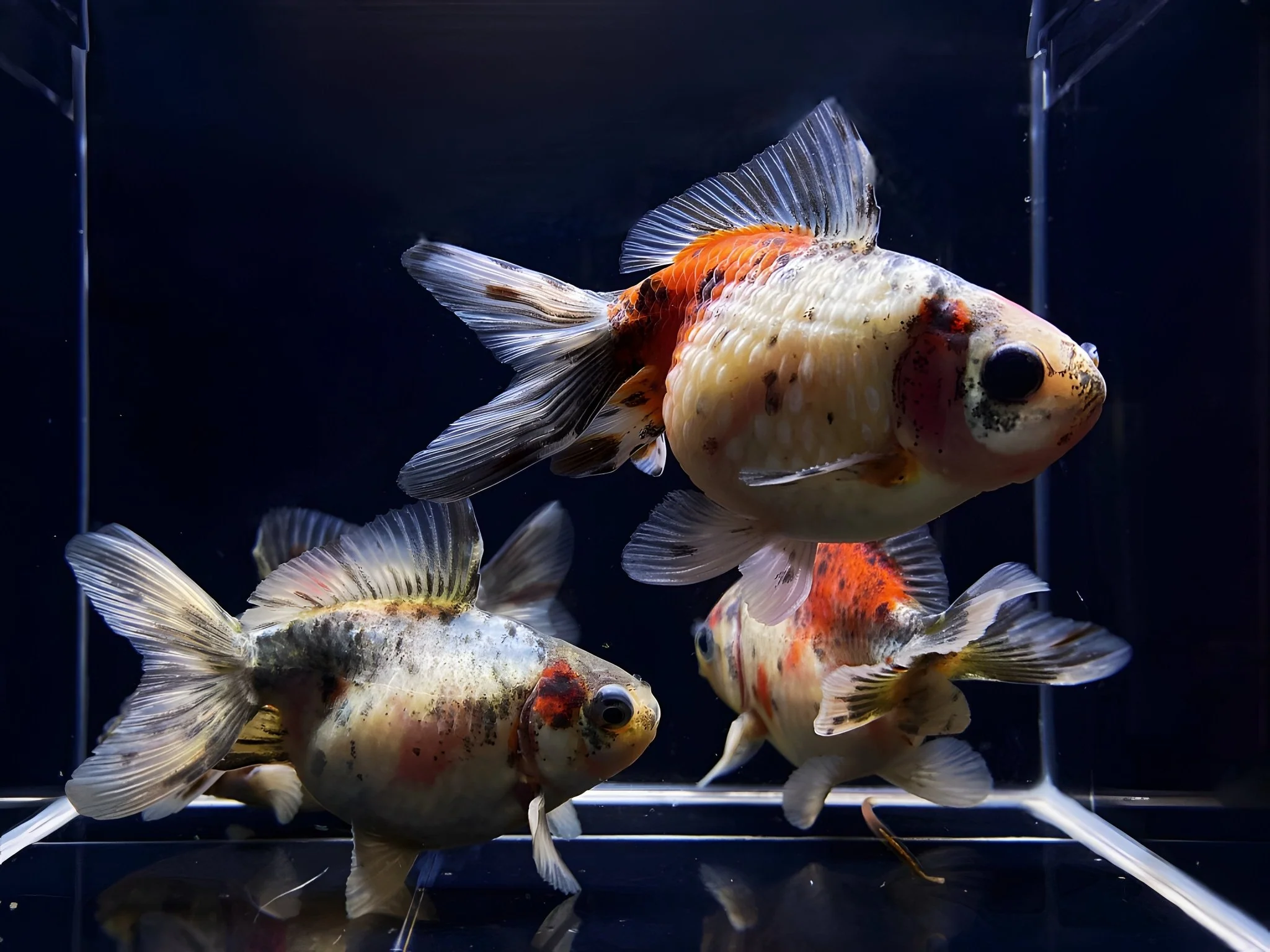 Calico Pearlscale Goldfish 2.75-3.25" - Image 2