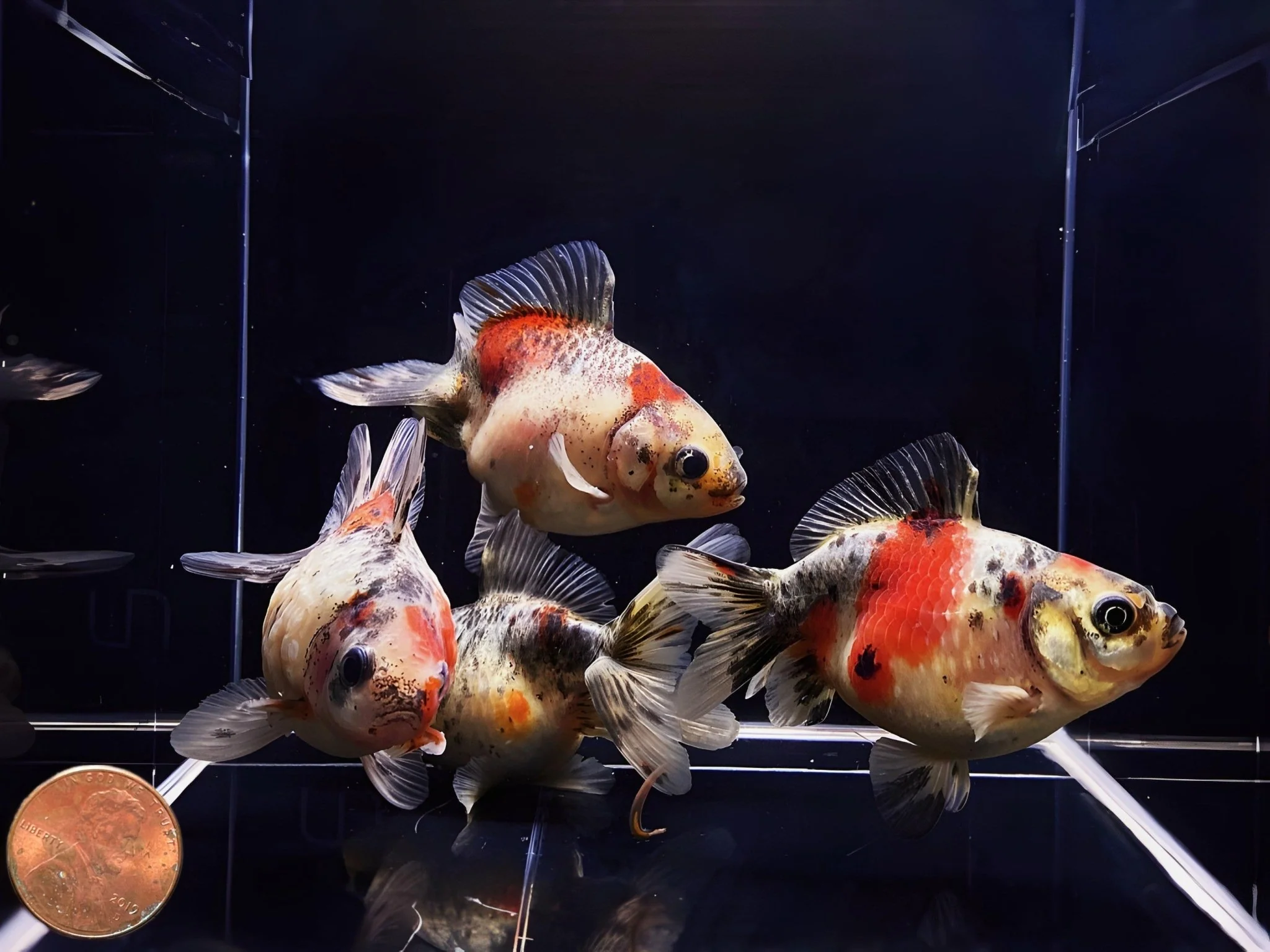 Calico Pearlscale Goldfish 2.75-3.25" - Image 3