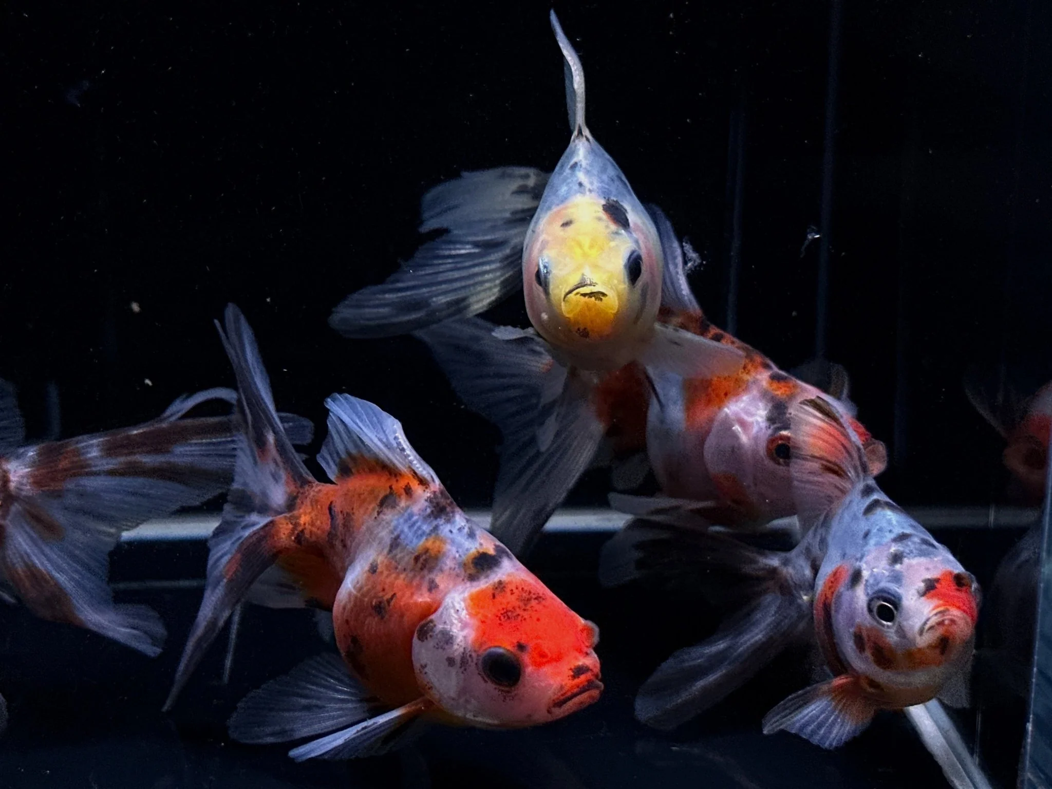 Calico Ryukin Goldfish 2.75-3.25"