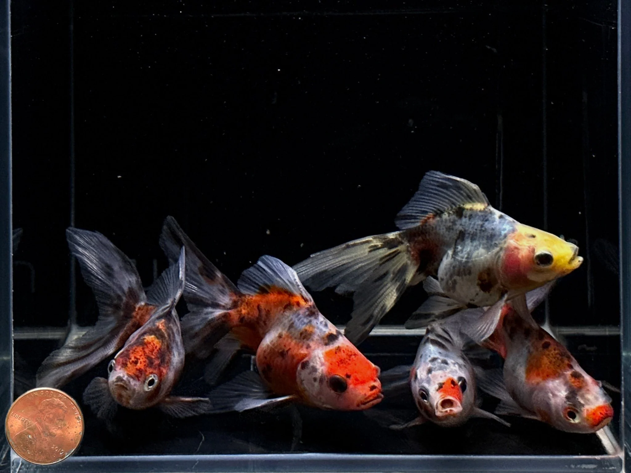 Calico Ryukin Goldfish 2.75-3.25" - Image 2