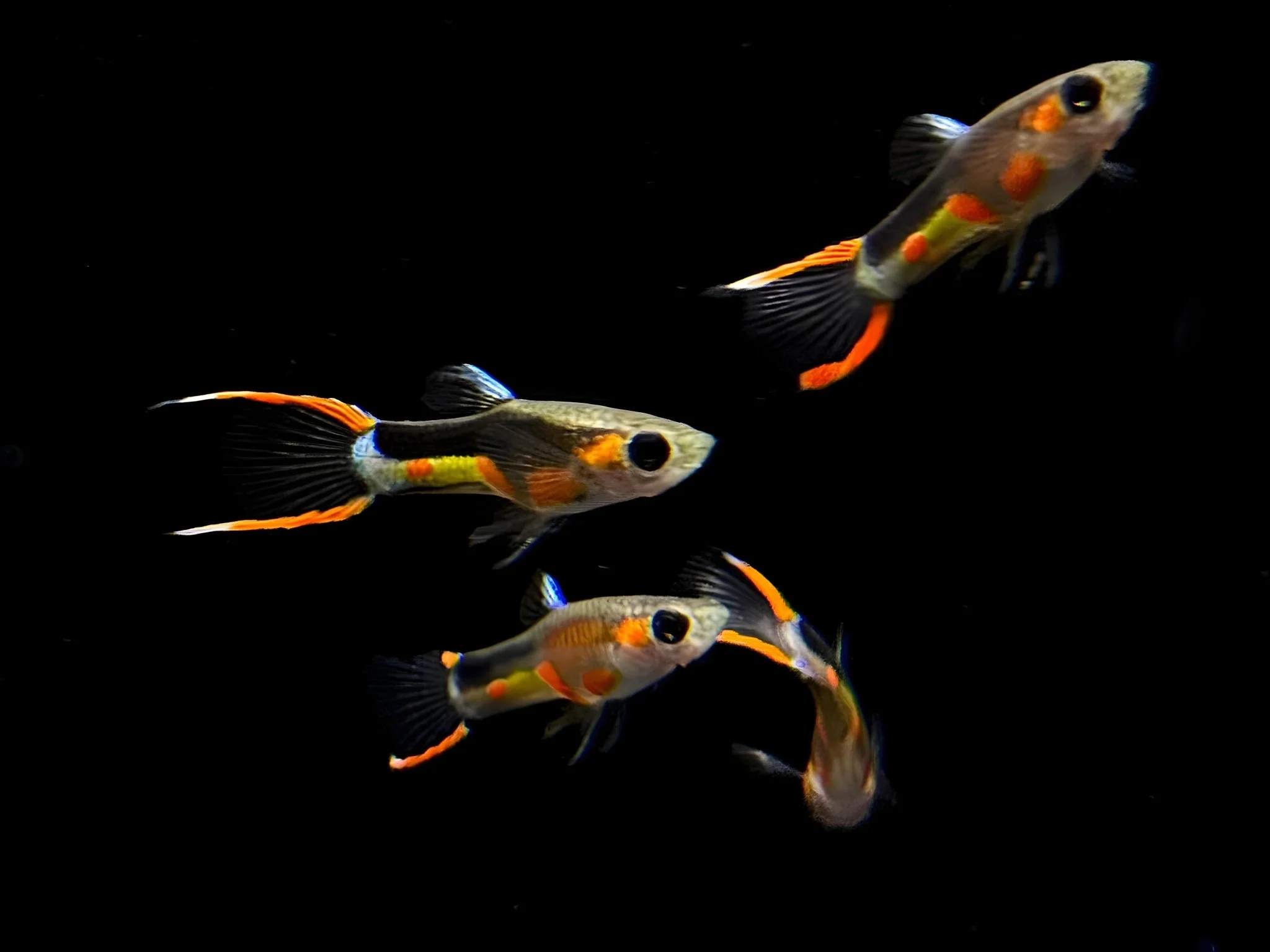 Guppy & Endler