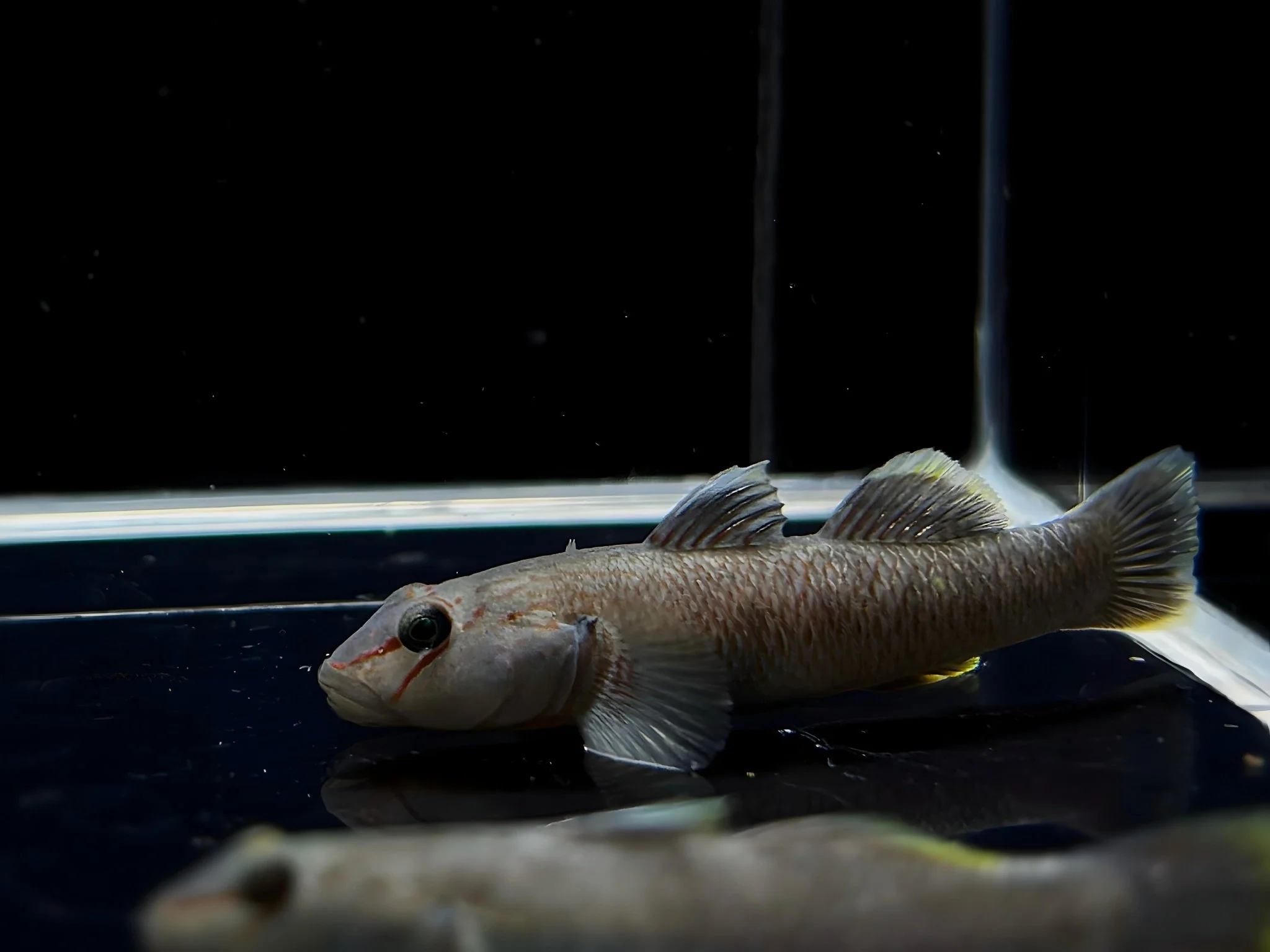 Candidus Goby