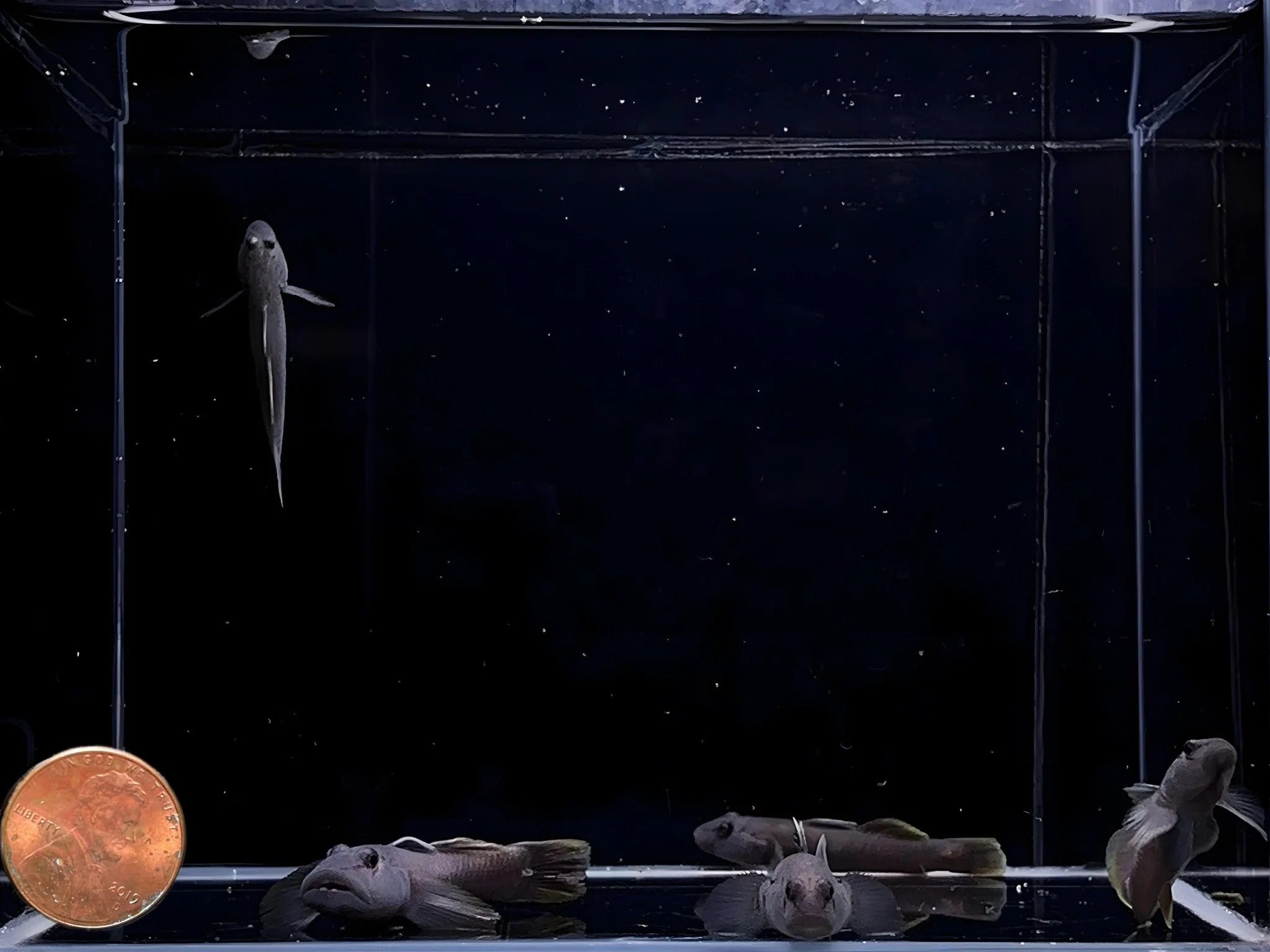 Candidus Goby - Image 2