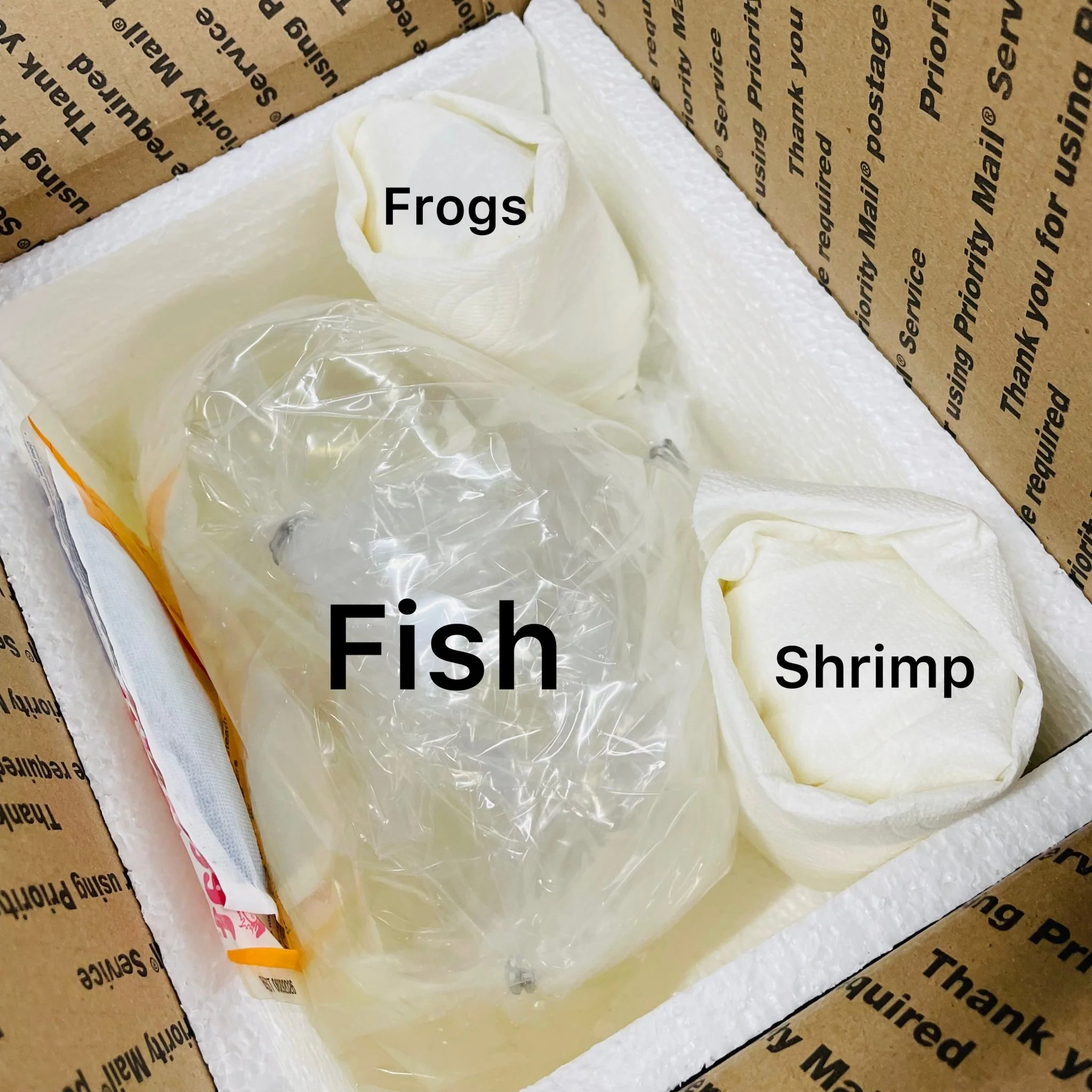 Carbon Rili Shrimp - Image 5