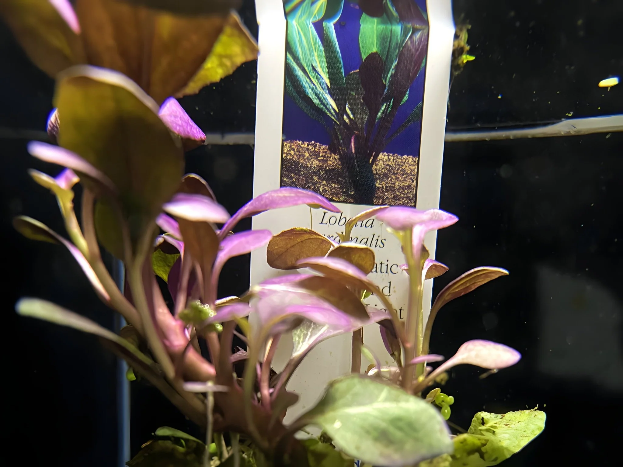 Cardinal Plant - Potted Plant - Image 2