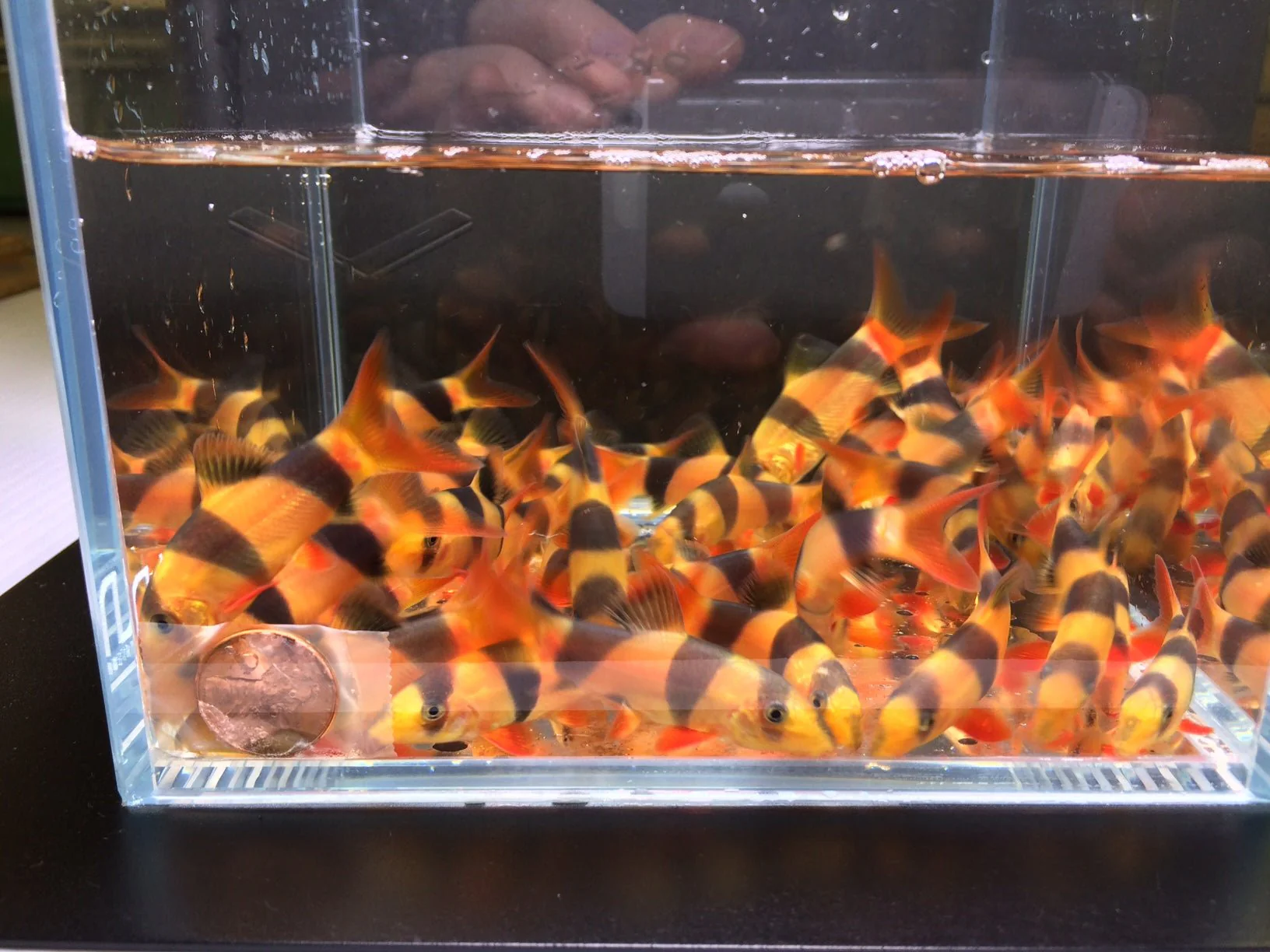 Clown Loach (1.5"- 1.75") - Image 2