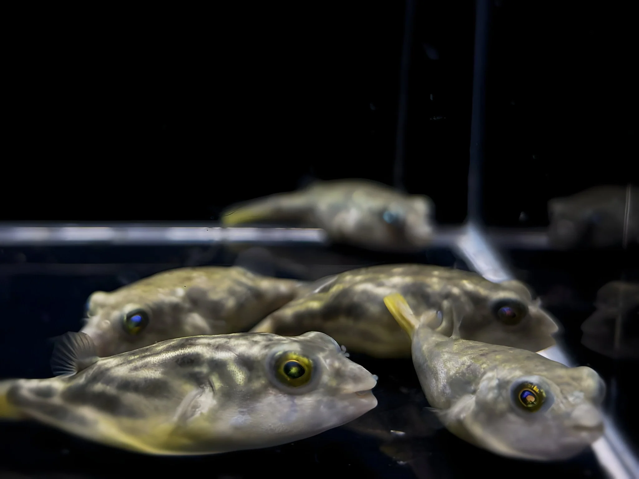 Fahaka Puffer