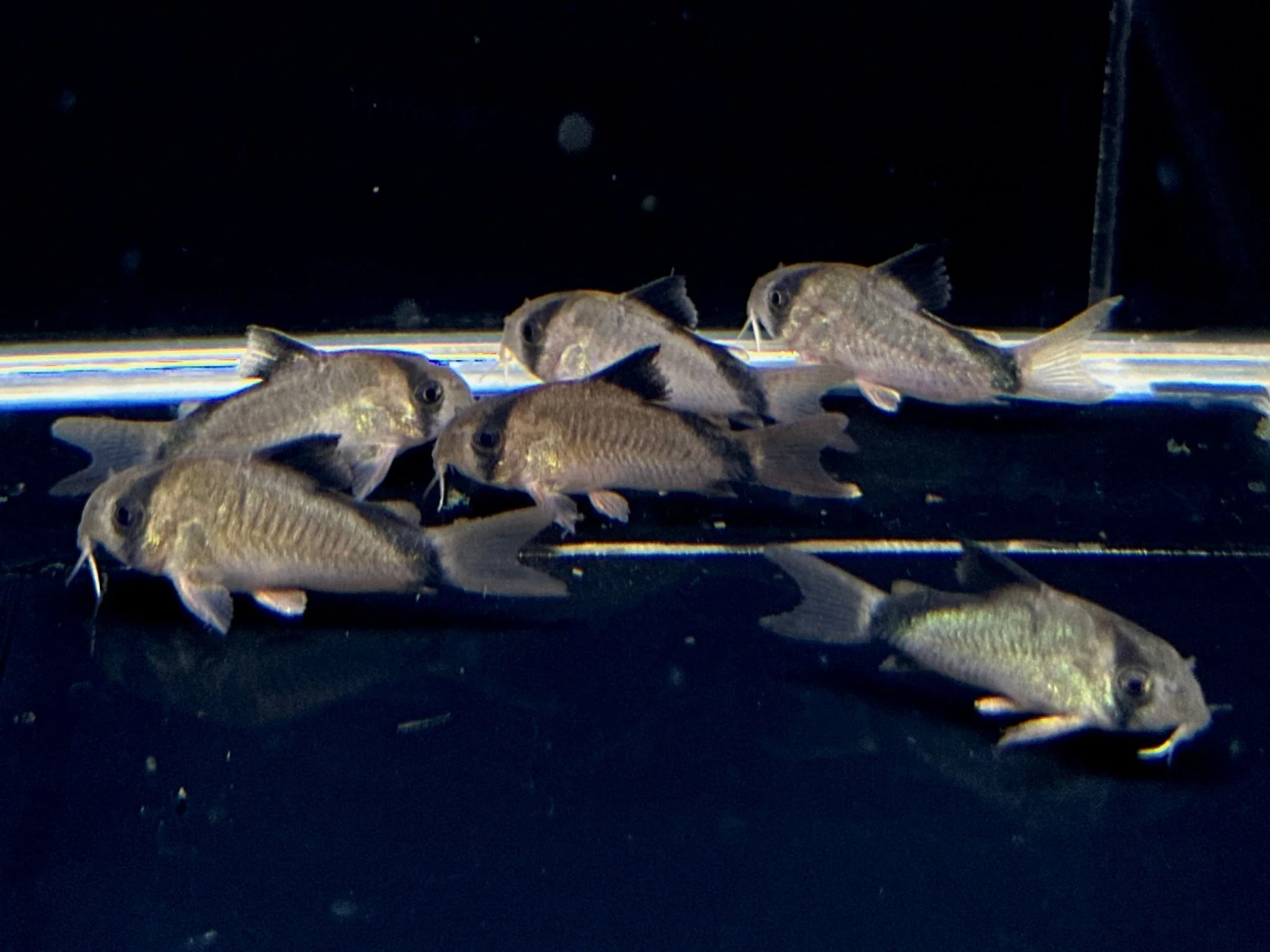 Corydoras metae