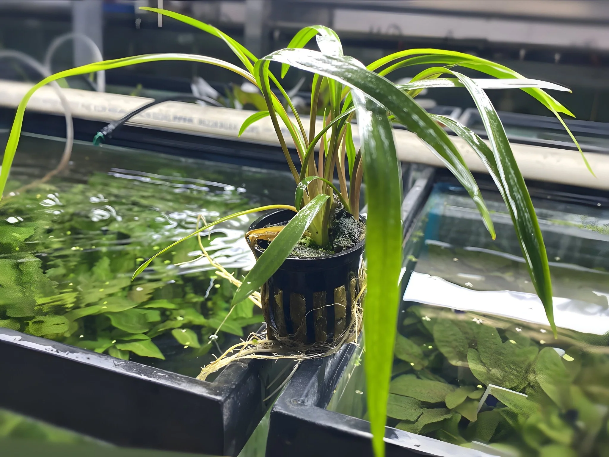 Cryptocoryne Spiralis - Potted Plant
