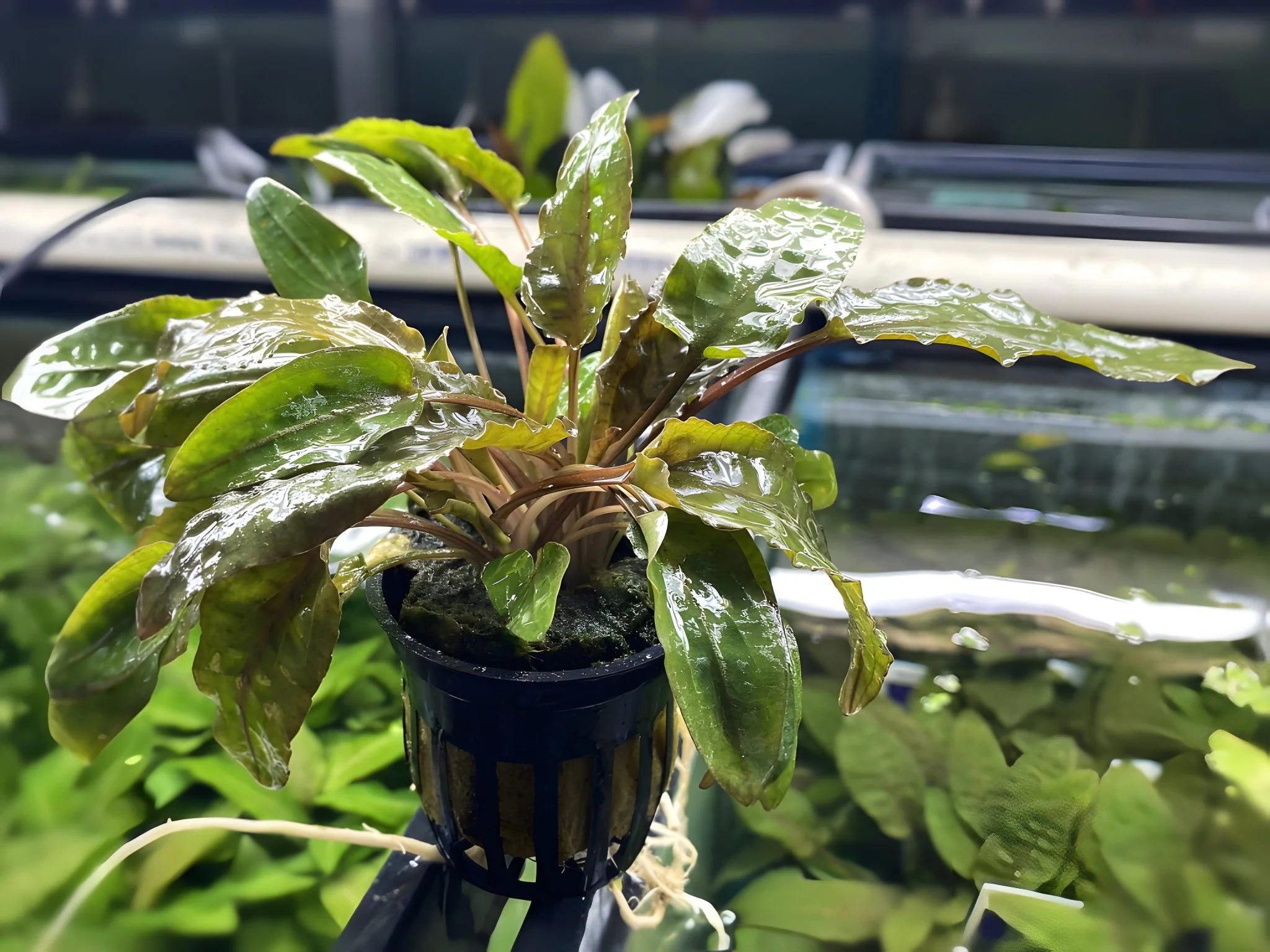 Cryptocoryne Wendtii - Bronze - Potted Plant