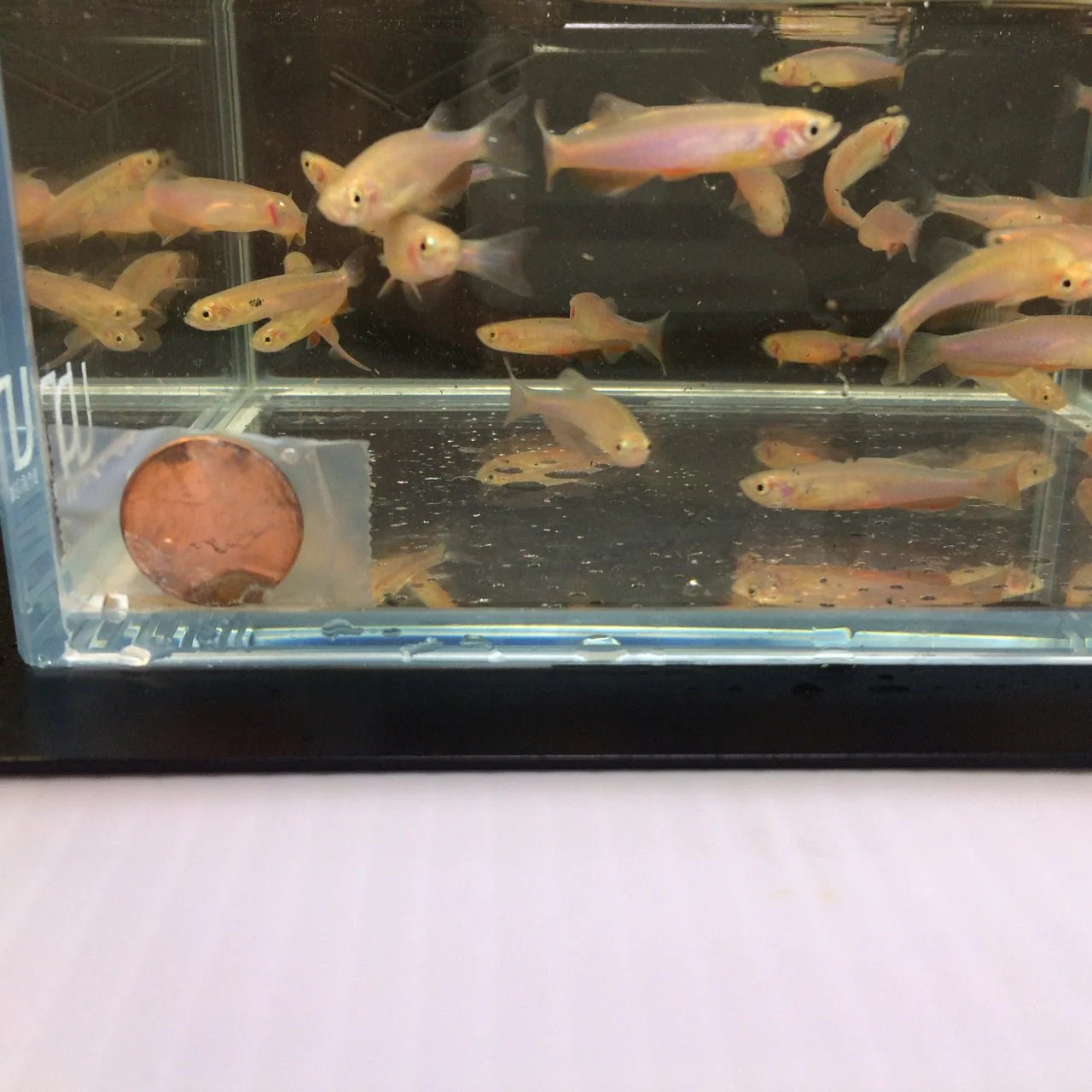 Danio Rose