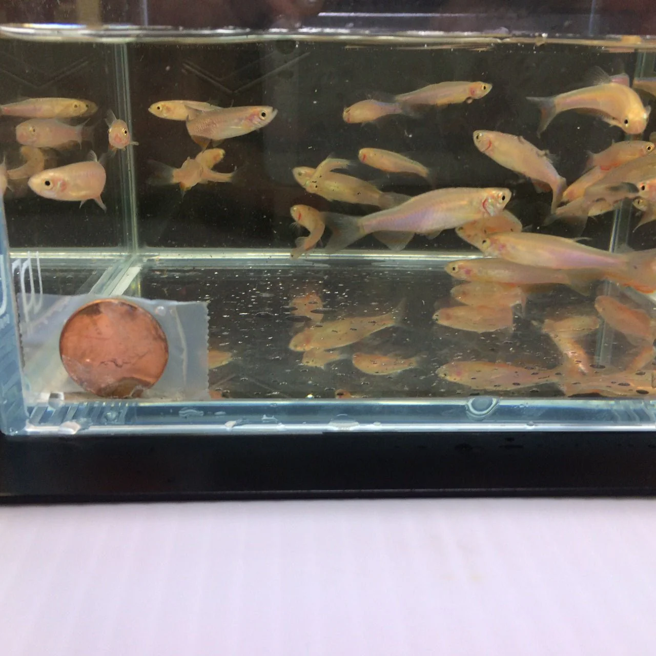 Danio Rose - Image 2