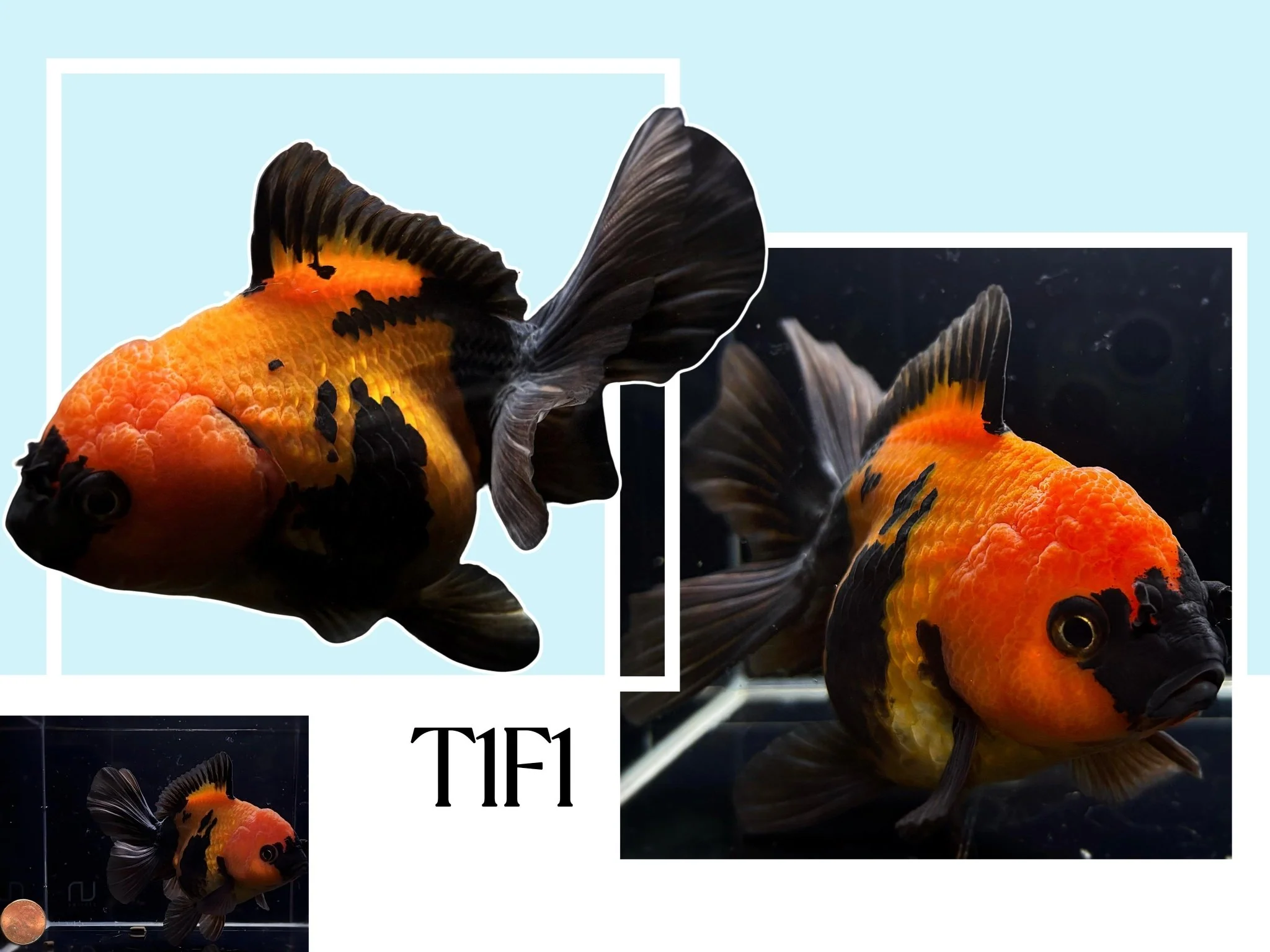 Fancy Thailand Oranda Goldfish - 4.75"-5.25"