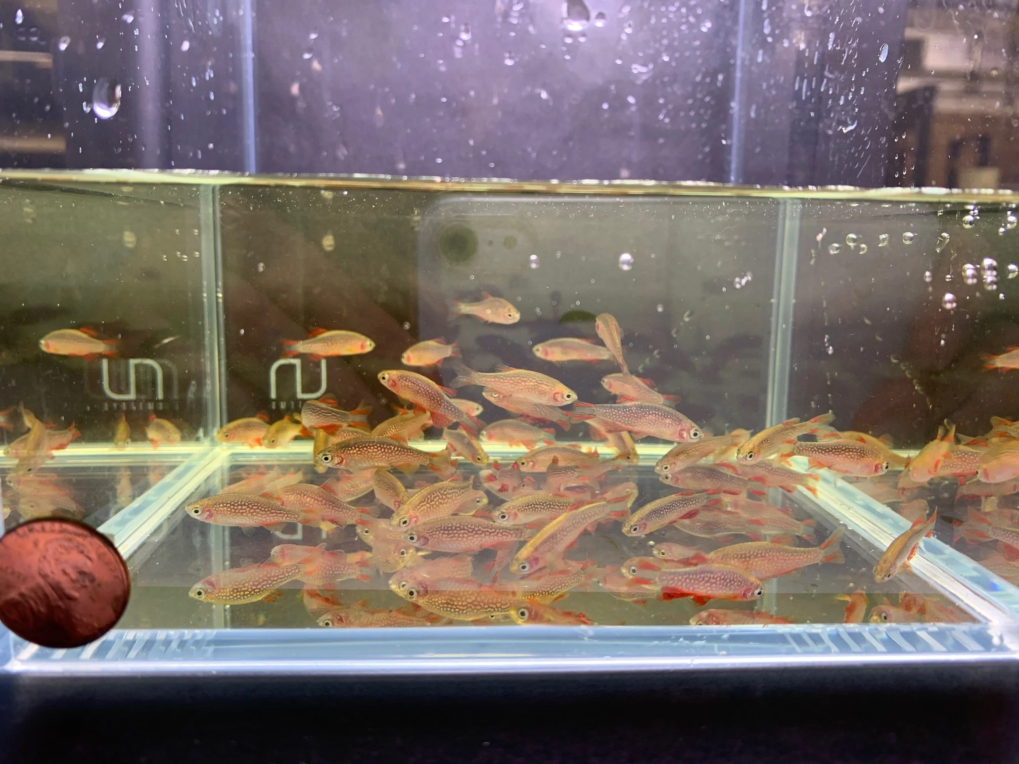 Galaxy Rasbora / Celestial Pearl Danio (Size Large) - Image 2