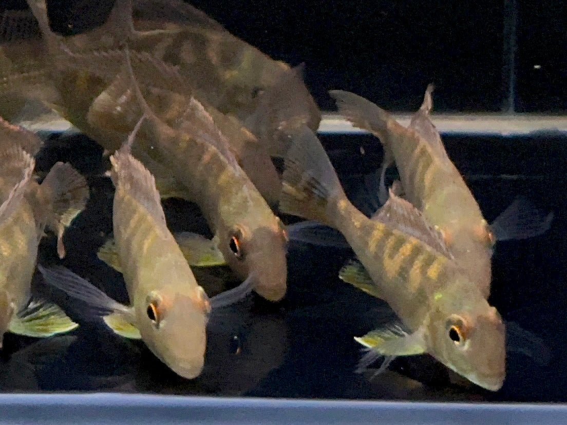 Geophagus surinamensis