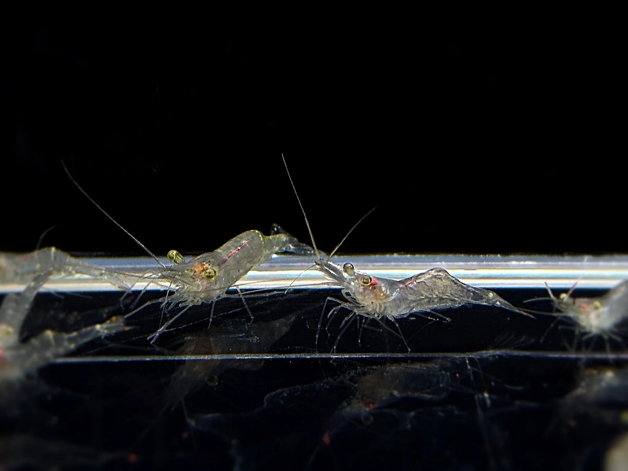 Freshwater Shrimp