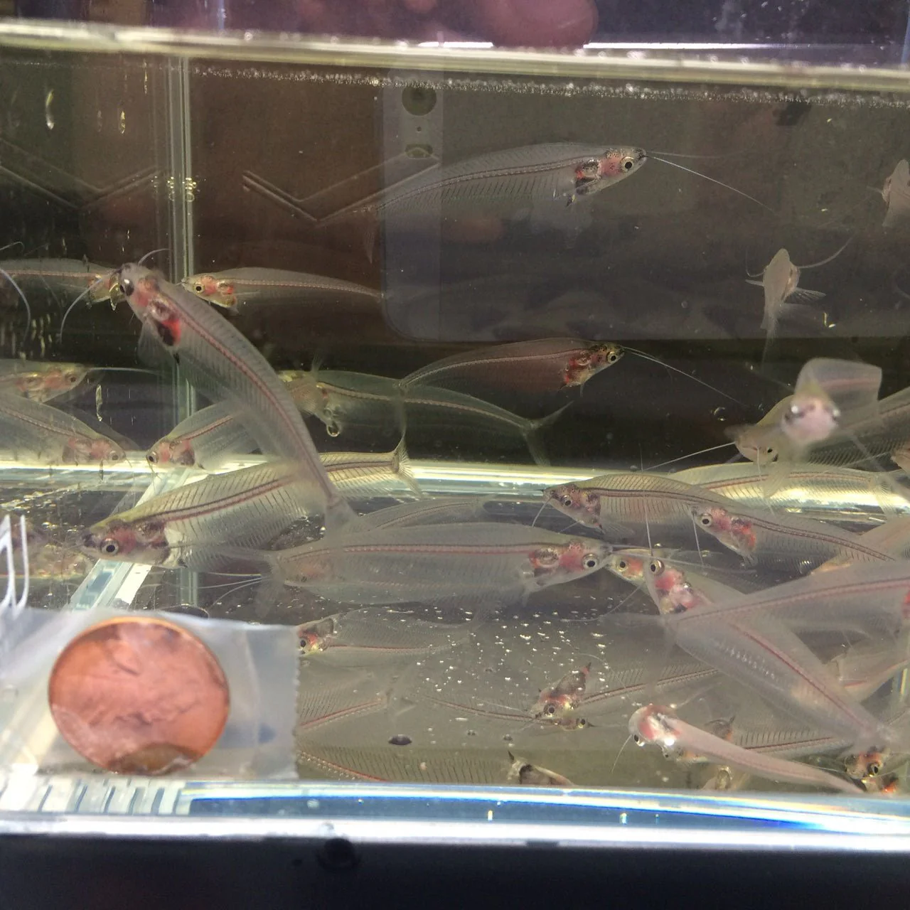 Glass Catfish