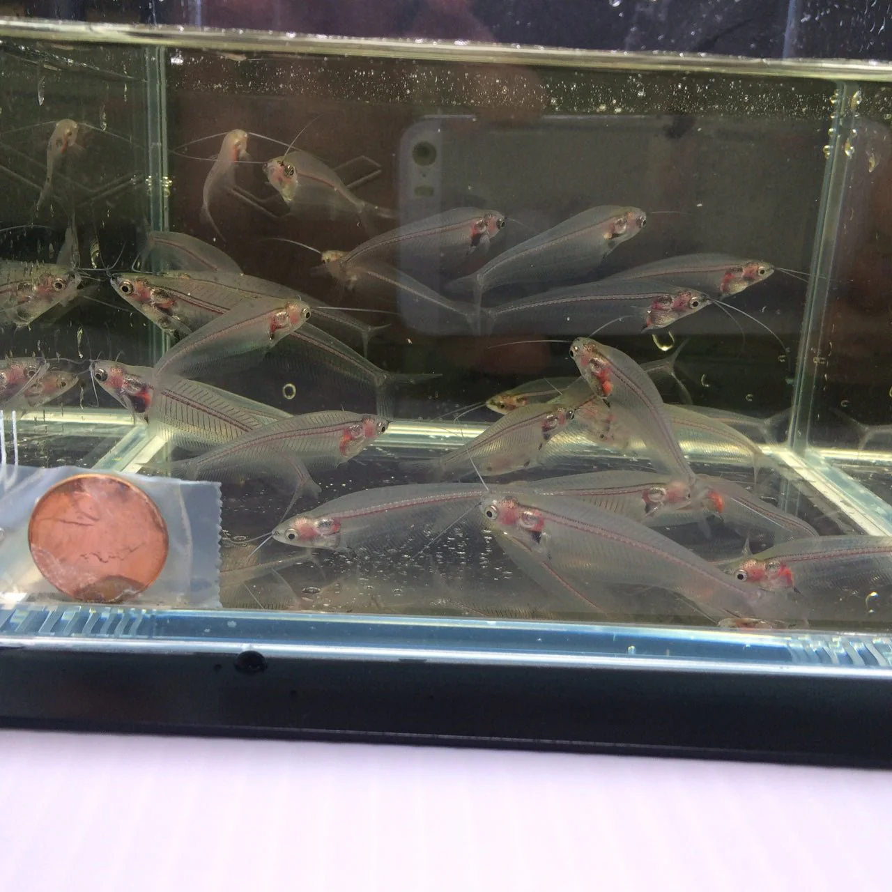 Glass Catfish - Image 2