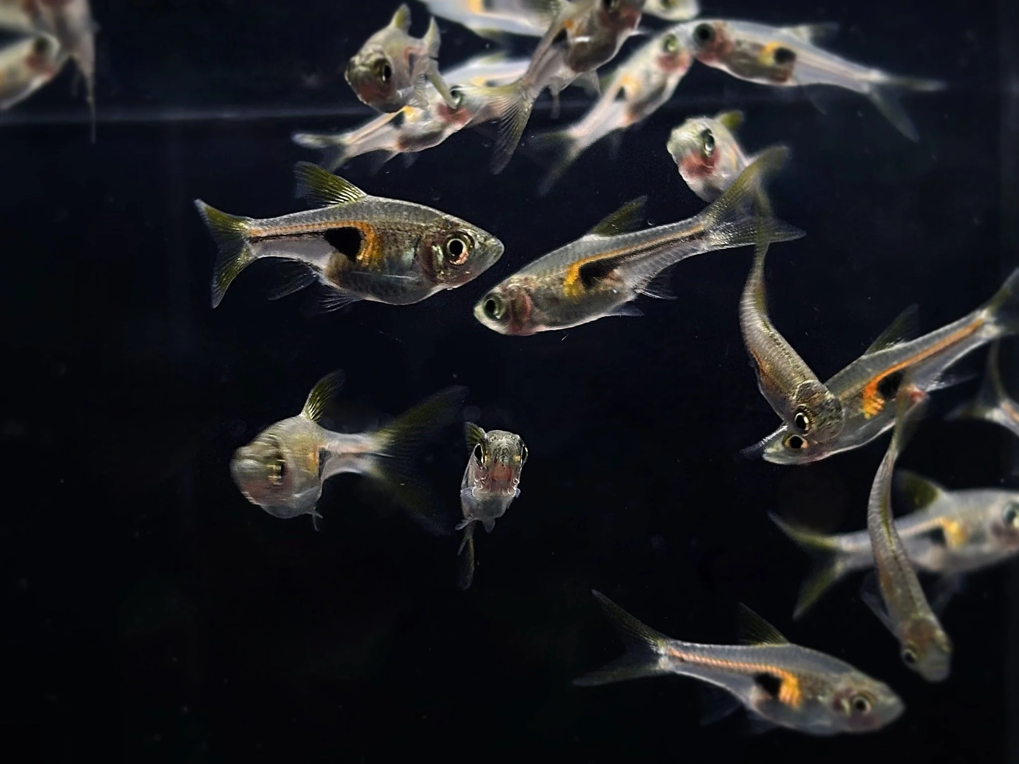 Glowlight Rasbora