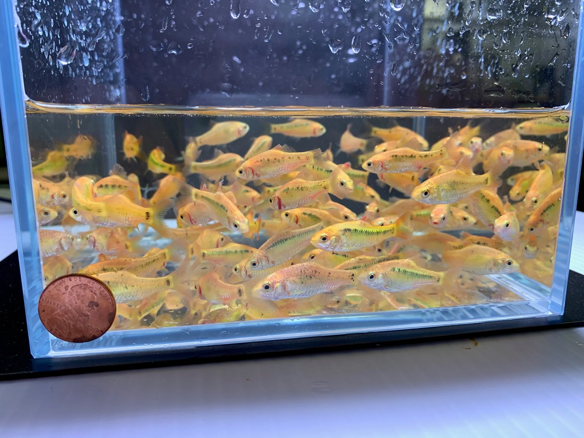 Gold Barb