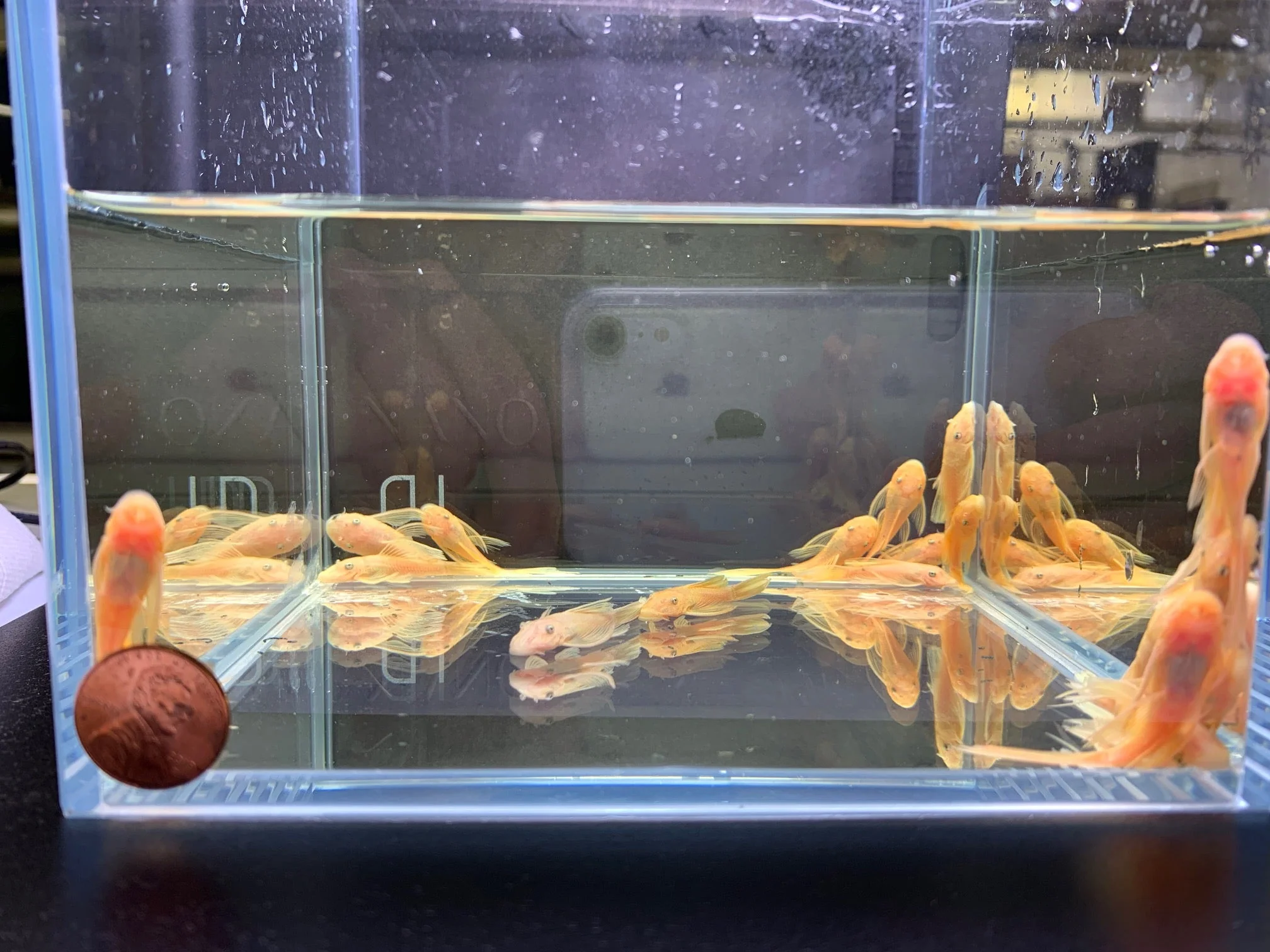 Golden Blue Eye Longfin Bushy Nose Pleco (1.0"-1.5")