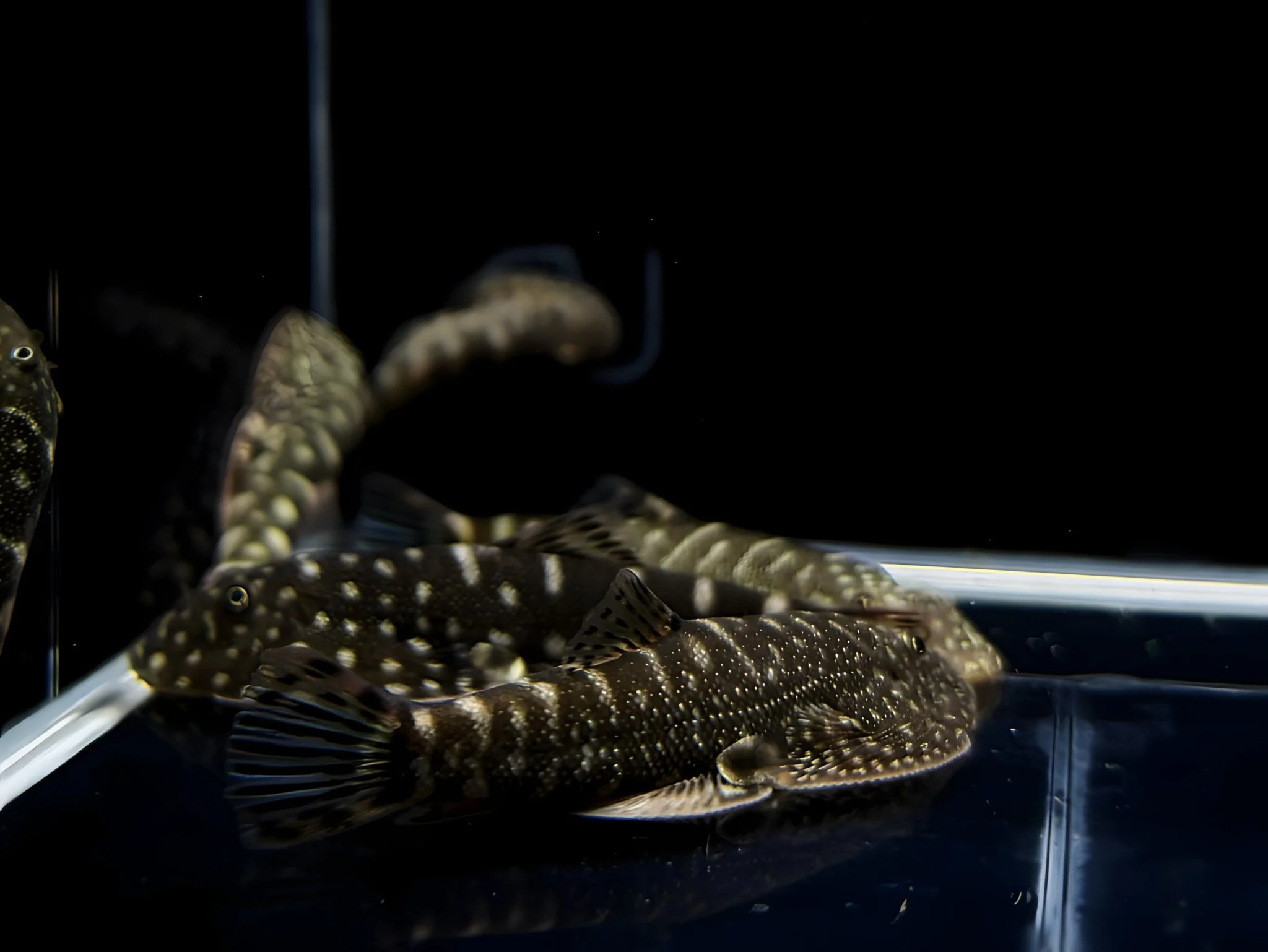 Hillstream Loach | Assorted UFO