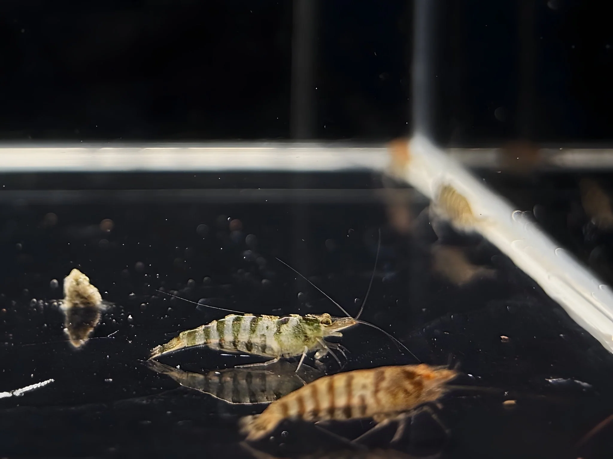 Indian Zebra Shrimp