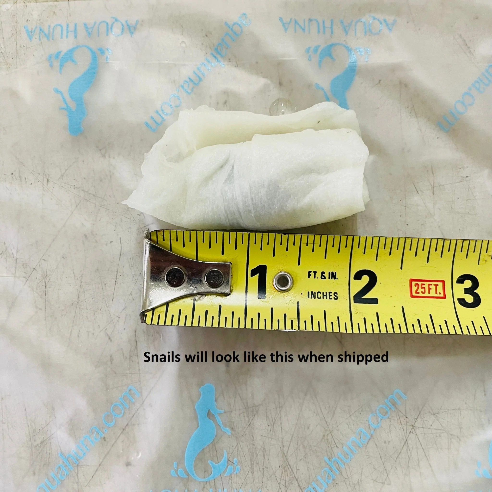 Ivory Mystery Snail - Image 3