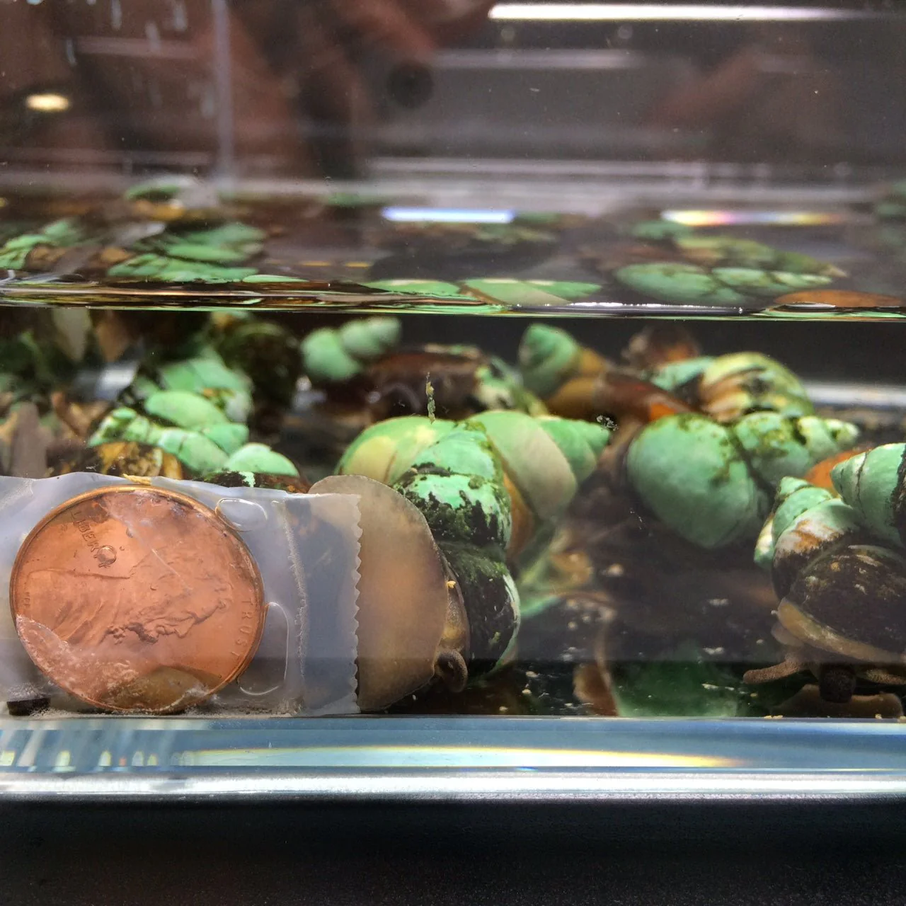 Japanese Trapdoor Snail - Image 3