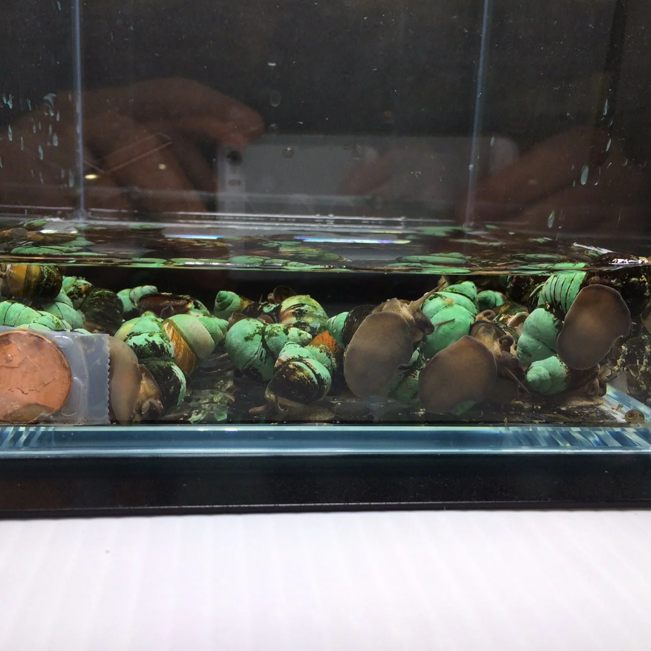Japanese Trapdoor Snail - Image 4