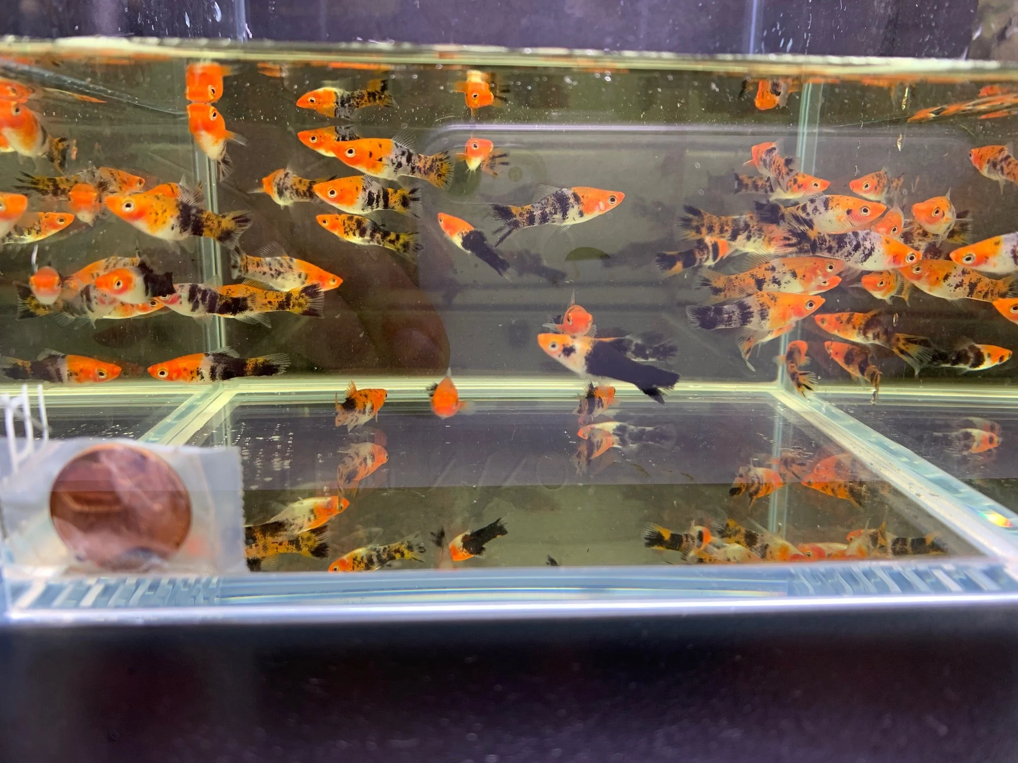 Koi Swordtail