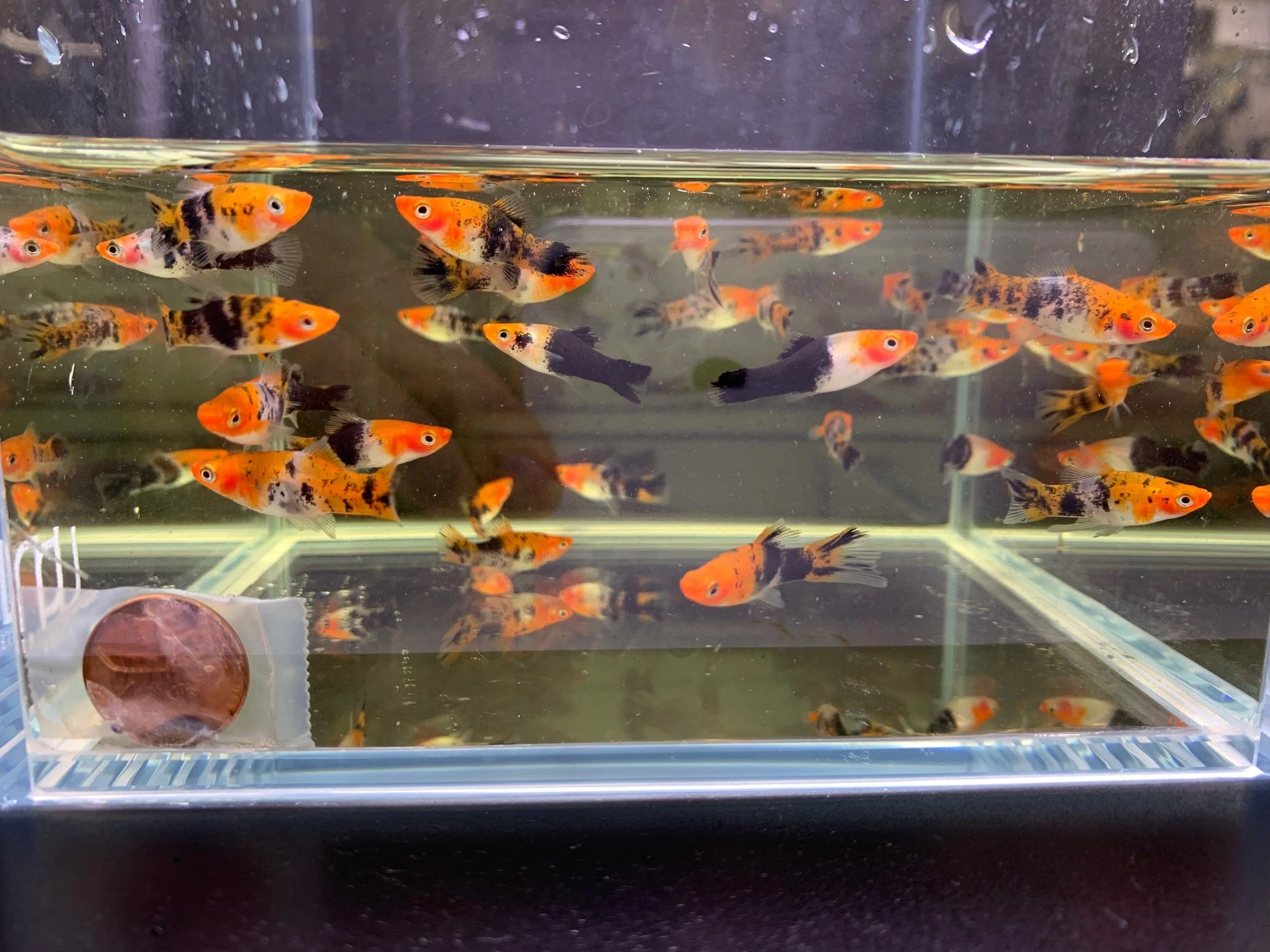 Koi Swordtail - Image 2