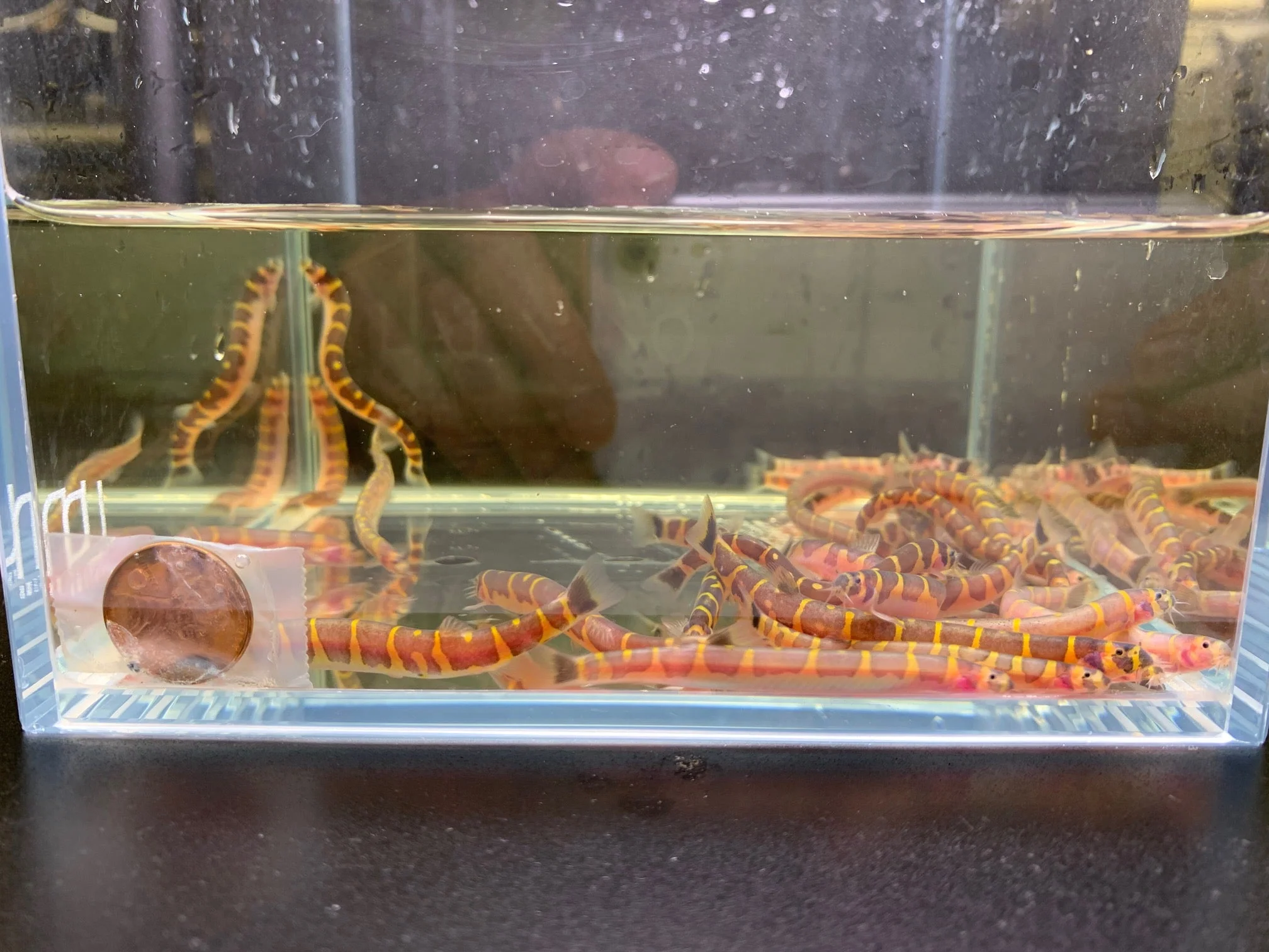 Kuhli Loach