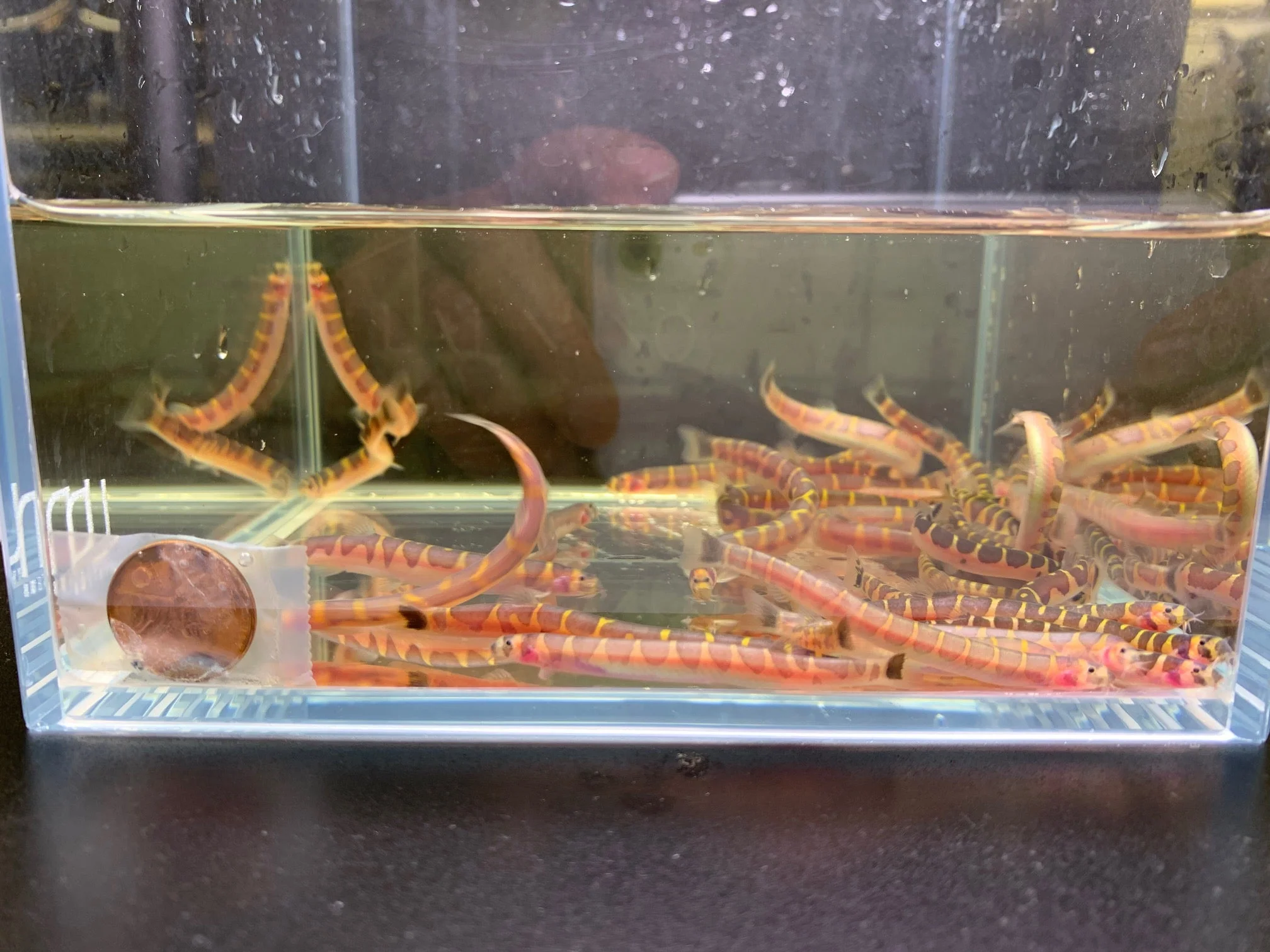 Kuhli Loach - Image 2