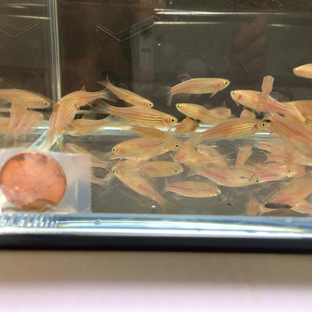 Kyathit Danio