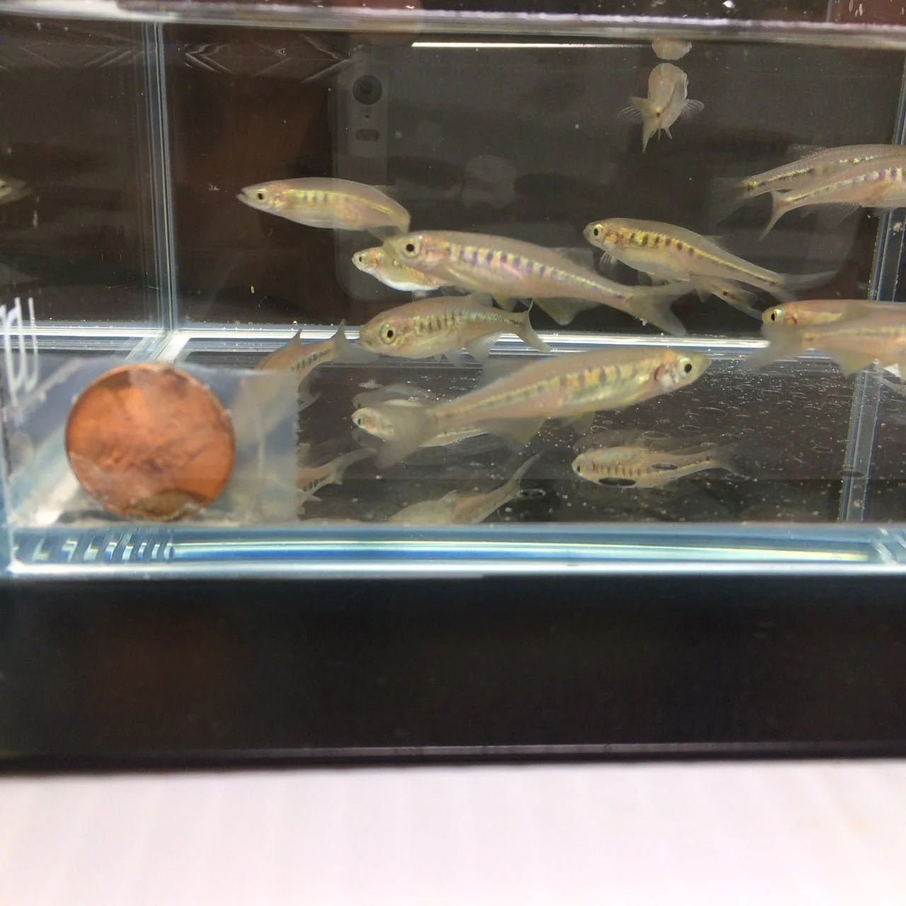 Lake Inlee Danio